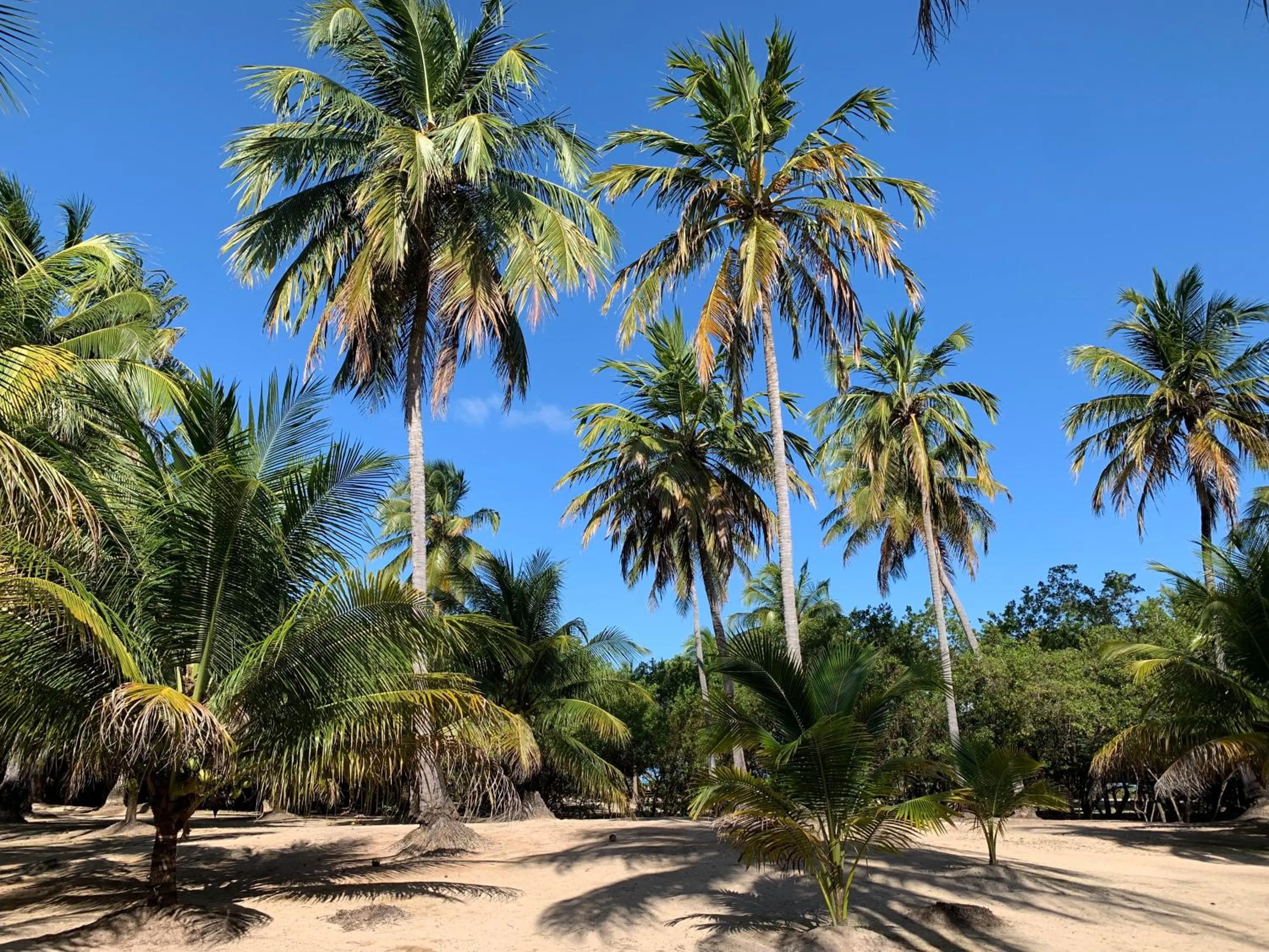 Garden in Abaetetuba Pousada