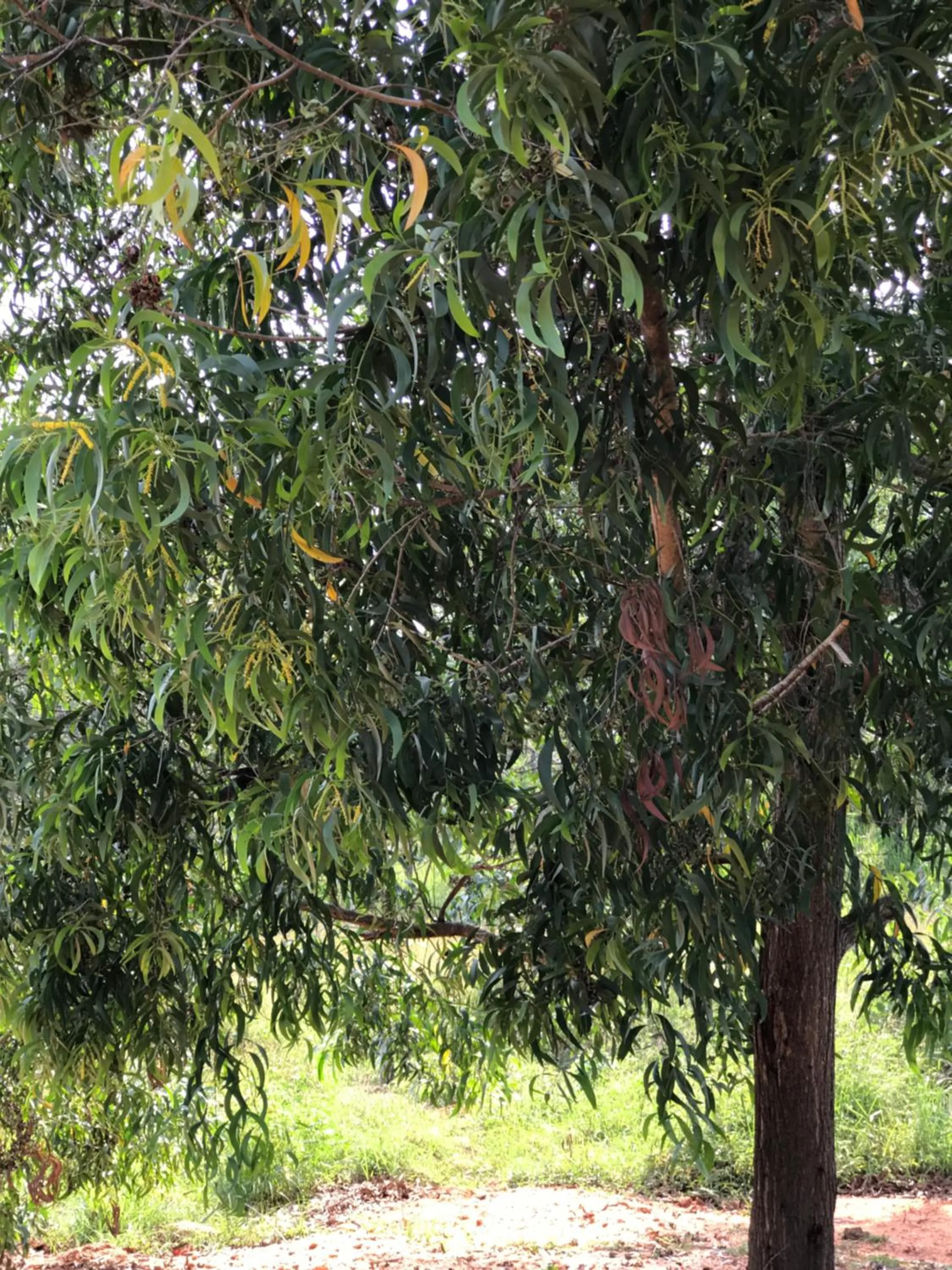 Natural landscape in Sunshine Resort & Spa Sigiriya