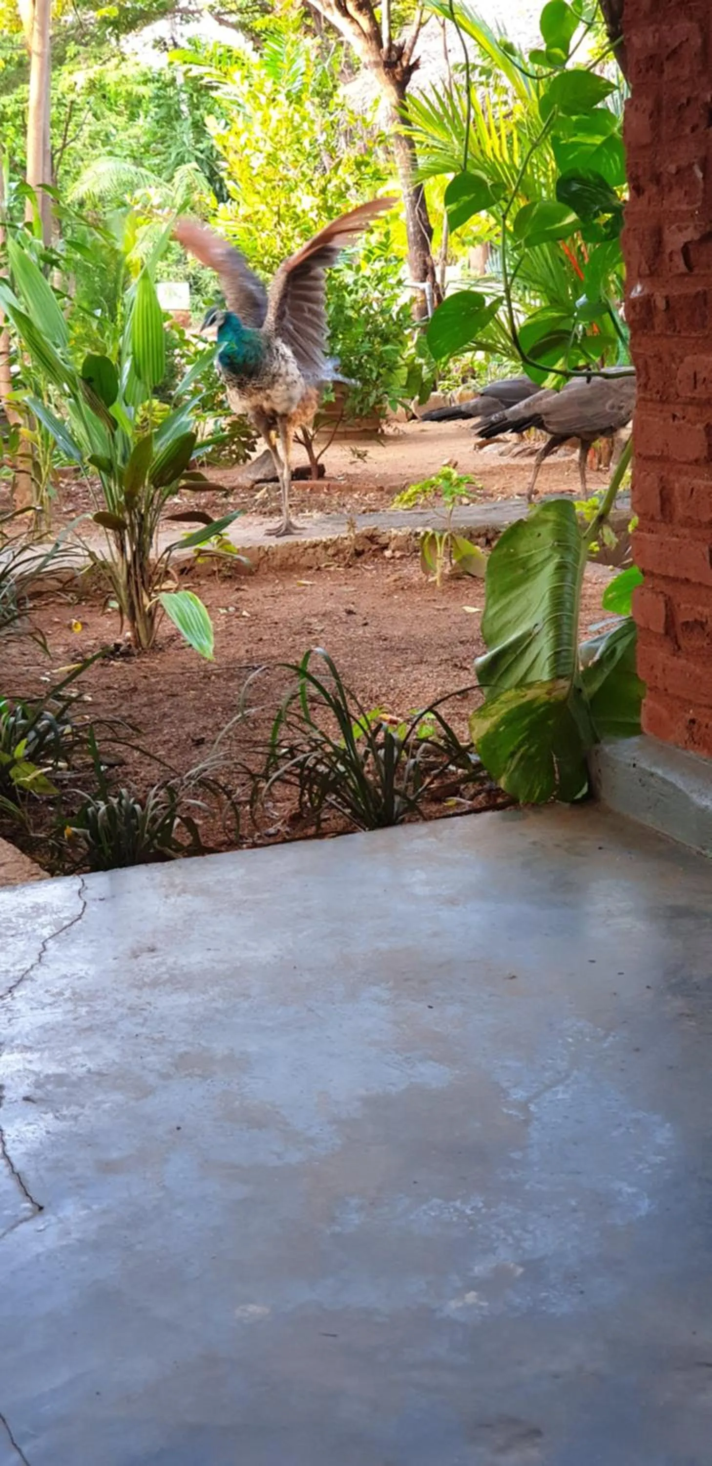 Garden in Sunshine Resort & Spa Sigiriya