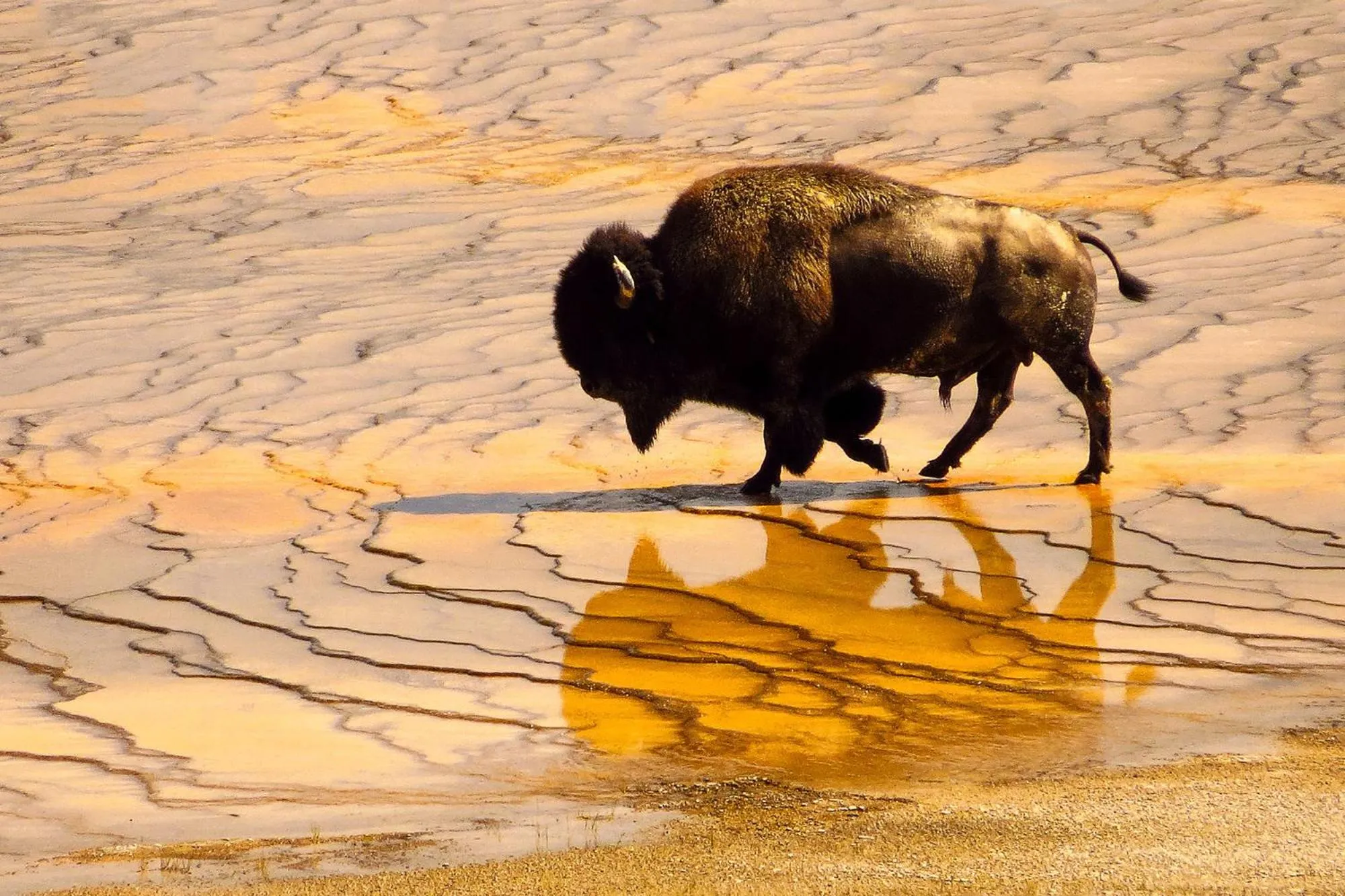 Animals in 1872 Inn - Adults Exclusive