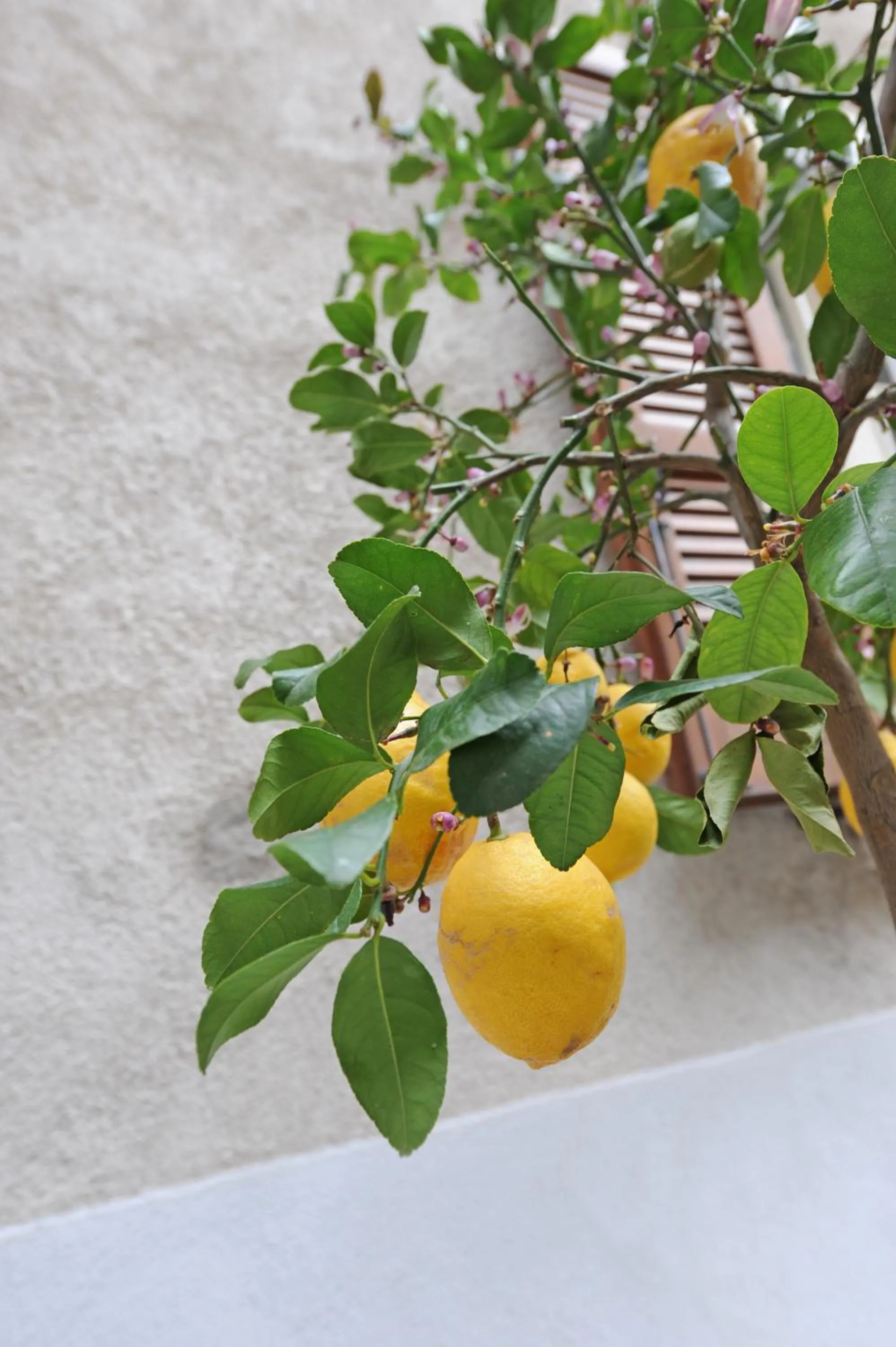 Balcony/Terrace in Bella Vacanza Limone