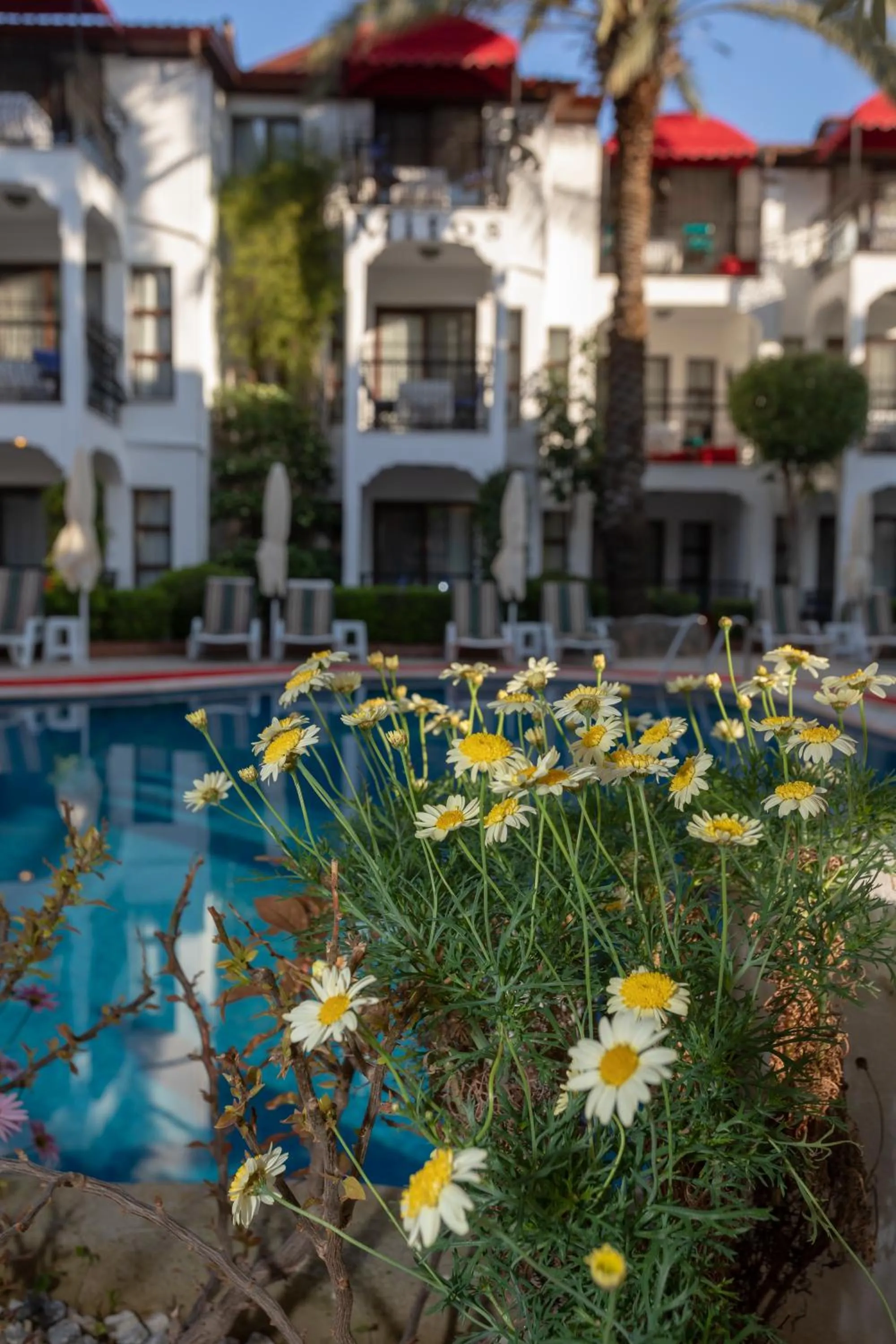 Garden in Mitos Apartments