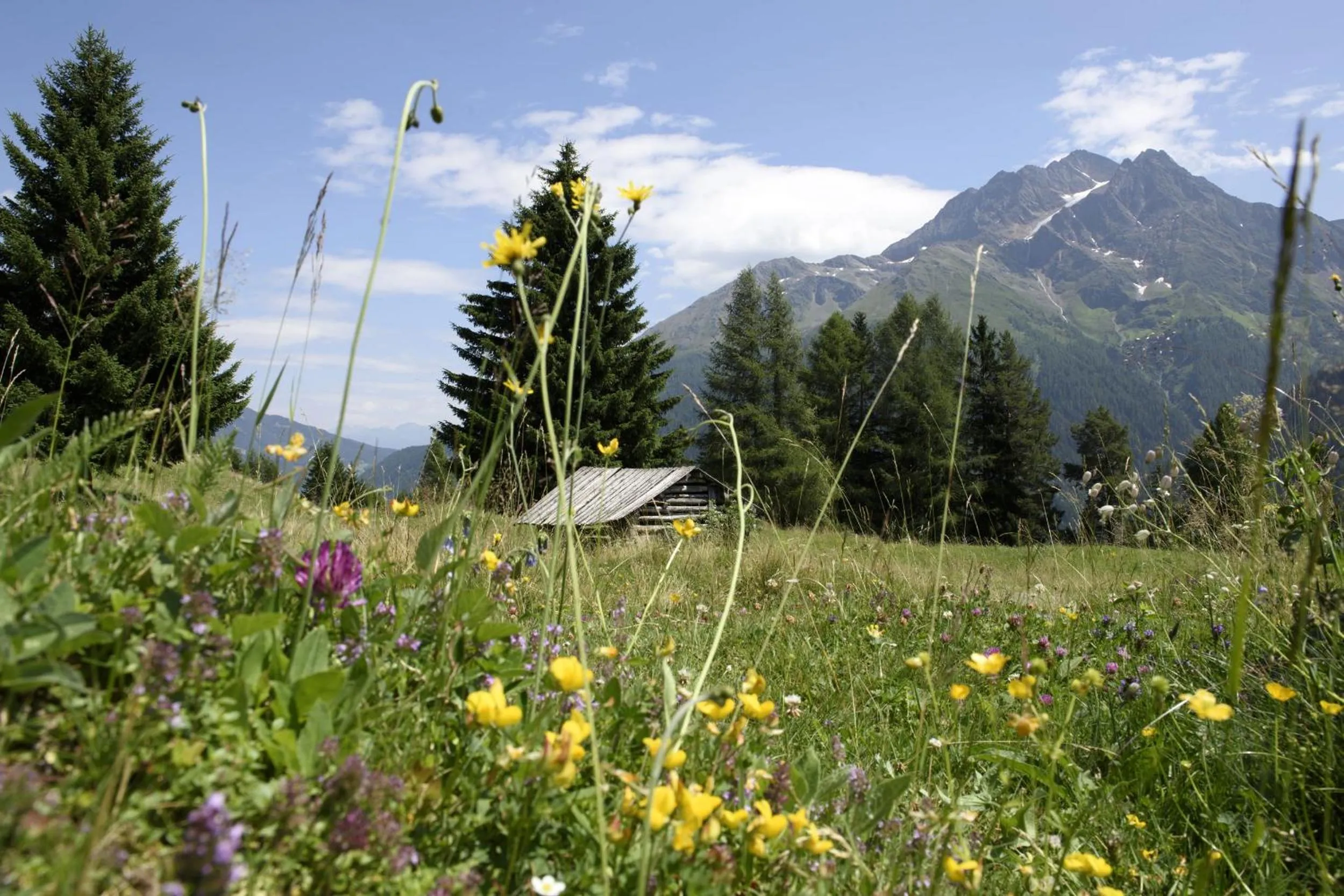 Day in Pension der Steinbock - das 300 Jahre alte Bauernhaus - TIROL