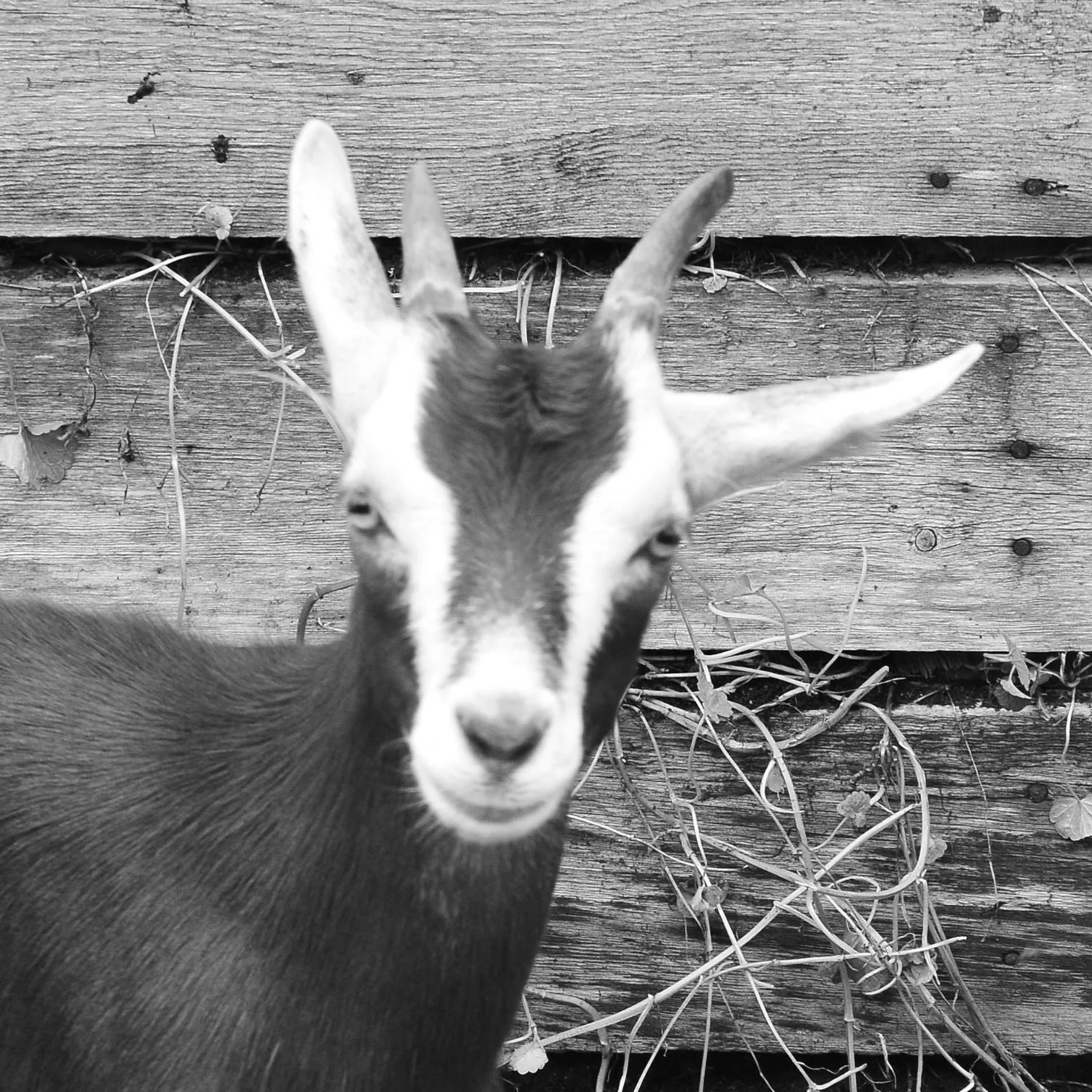 Appartements und Ferienhaus Gasthof Kanzlersgrund