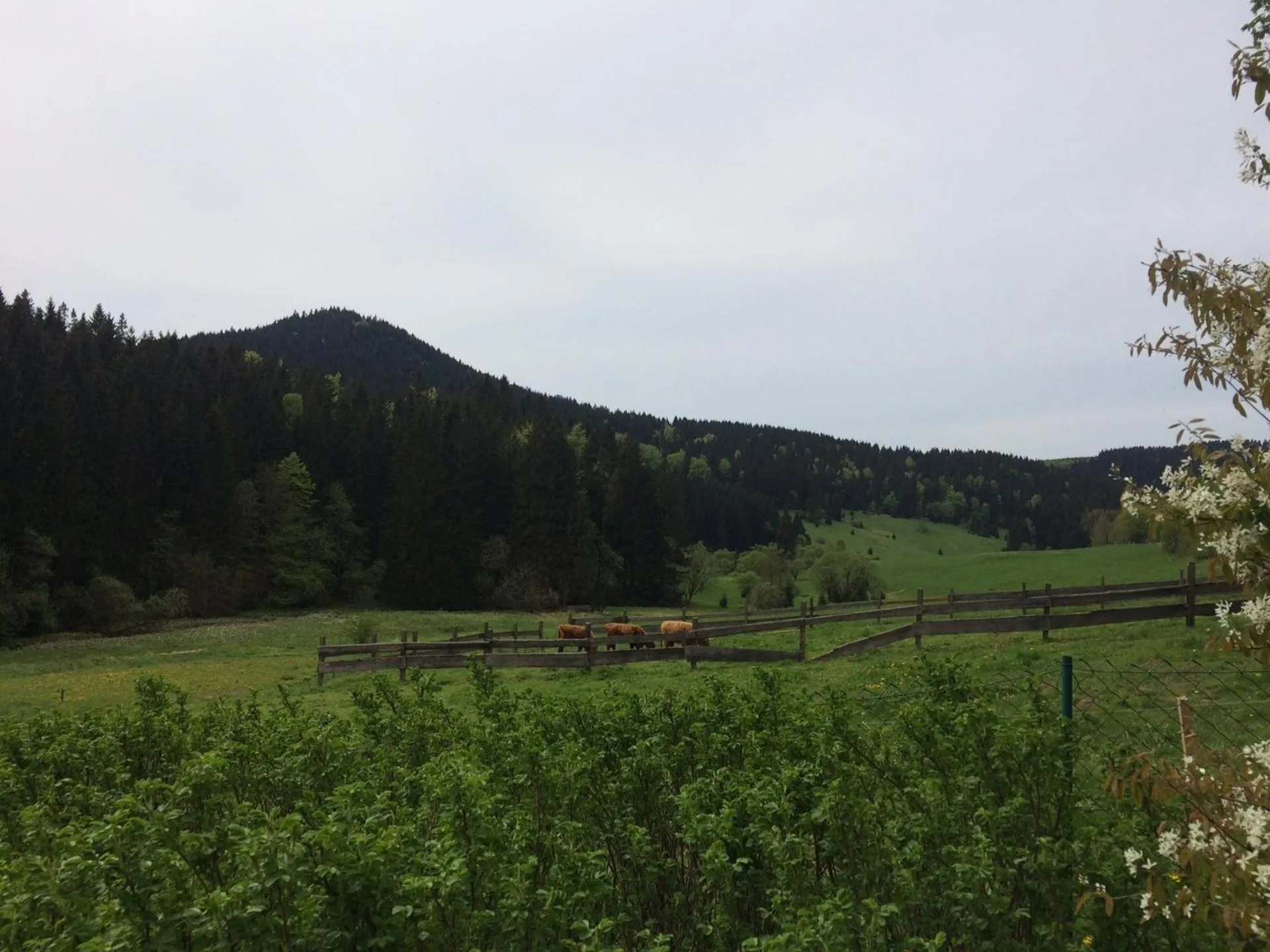 Natural landscape in Appartements und Ferienhaus Gasthof Kanzlersgrund