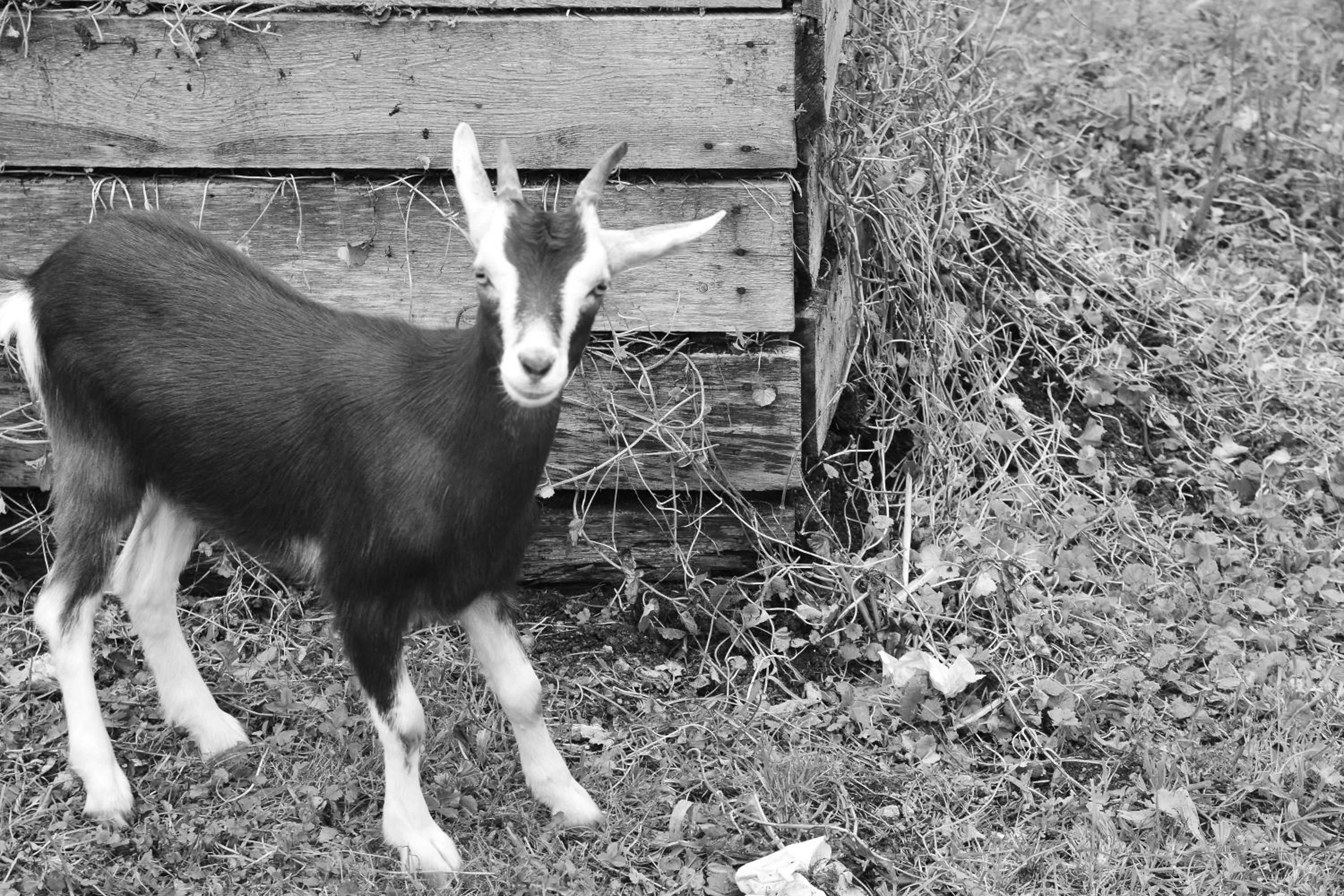 Appartements und Ferienhaus Gasthof Kanzlersgrund