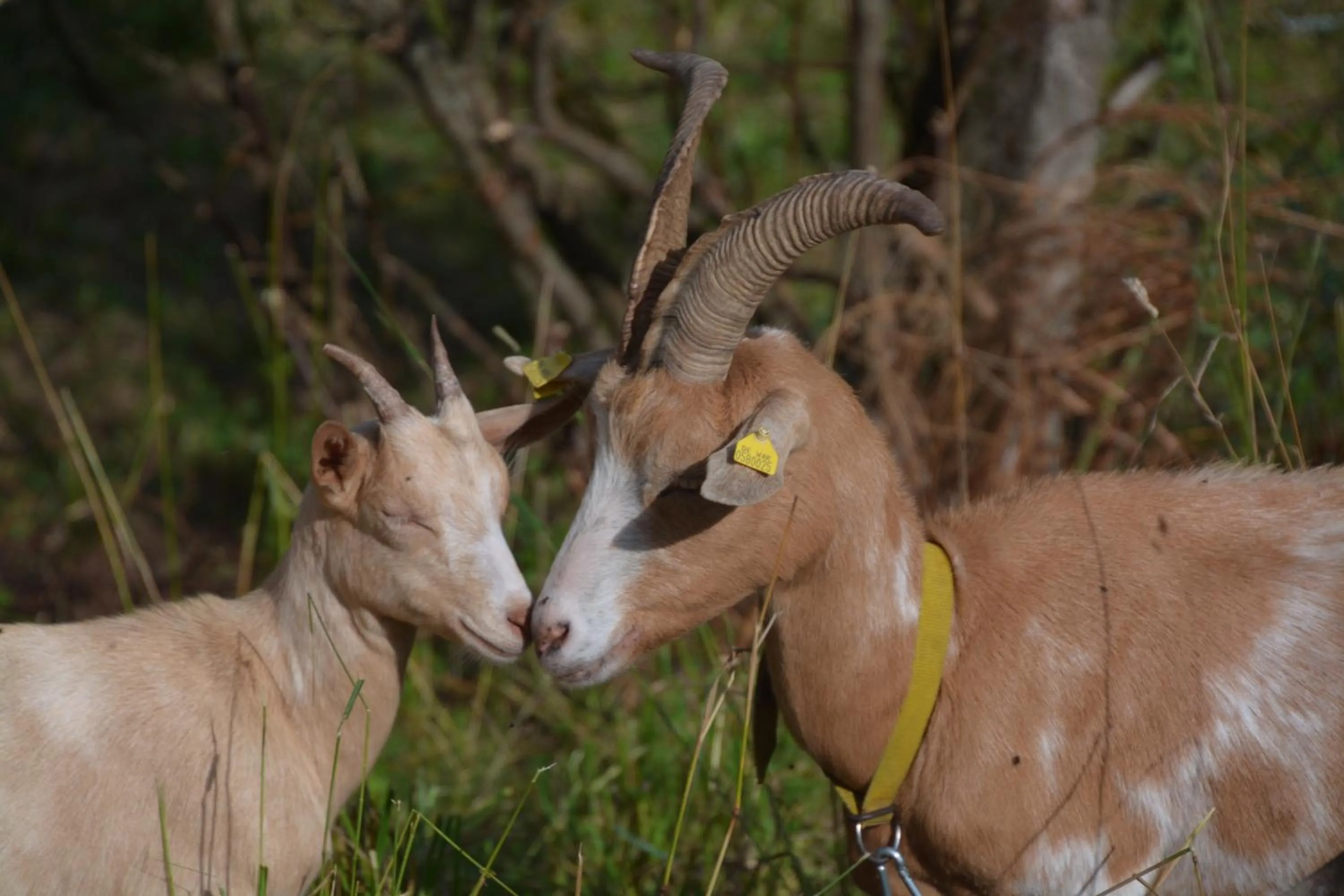 View (from property/room) in Appartements und Ferienhaus Gasthof Kanzlersgrund