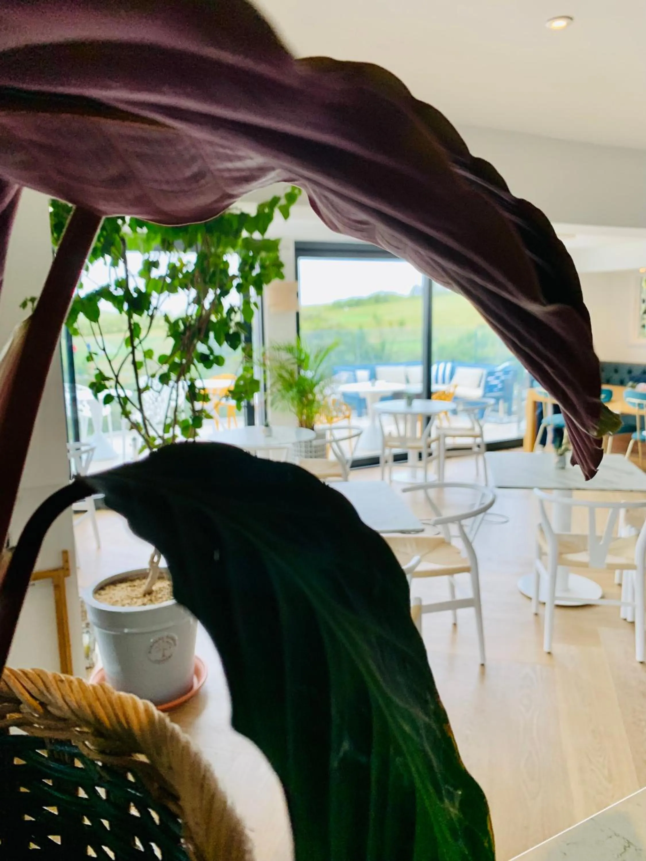 Restaurant/places to eat in Porth Beach Hotel