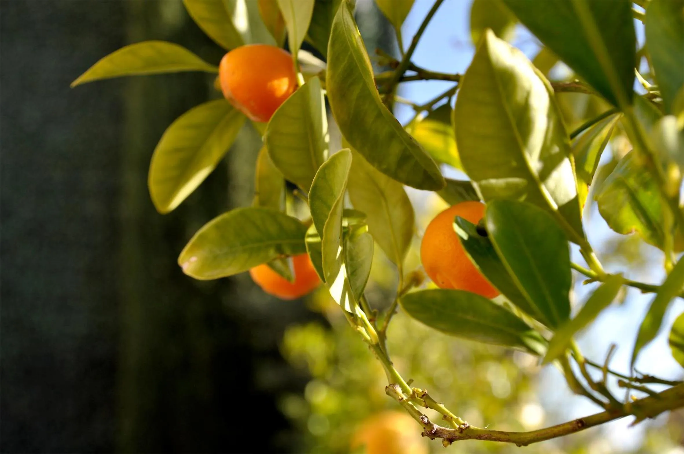 Garden in Le Petit Chateau