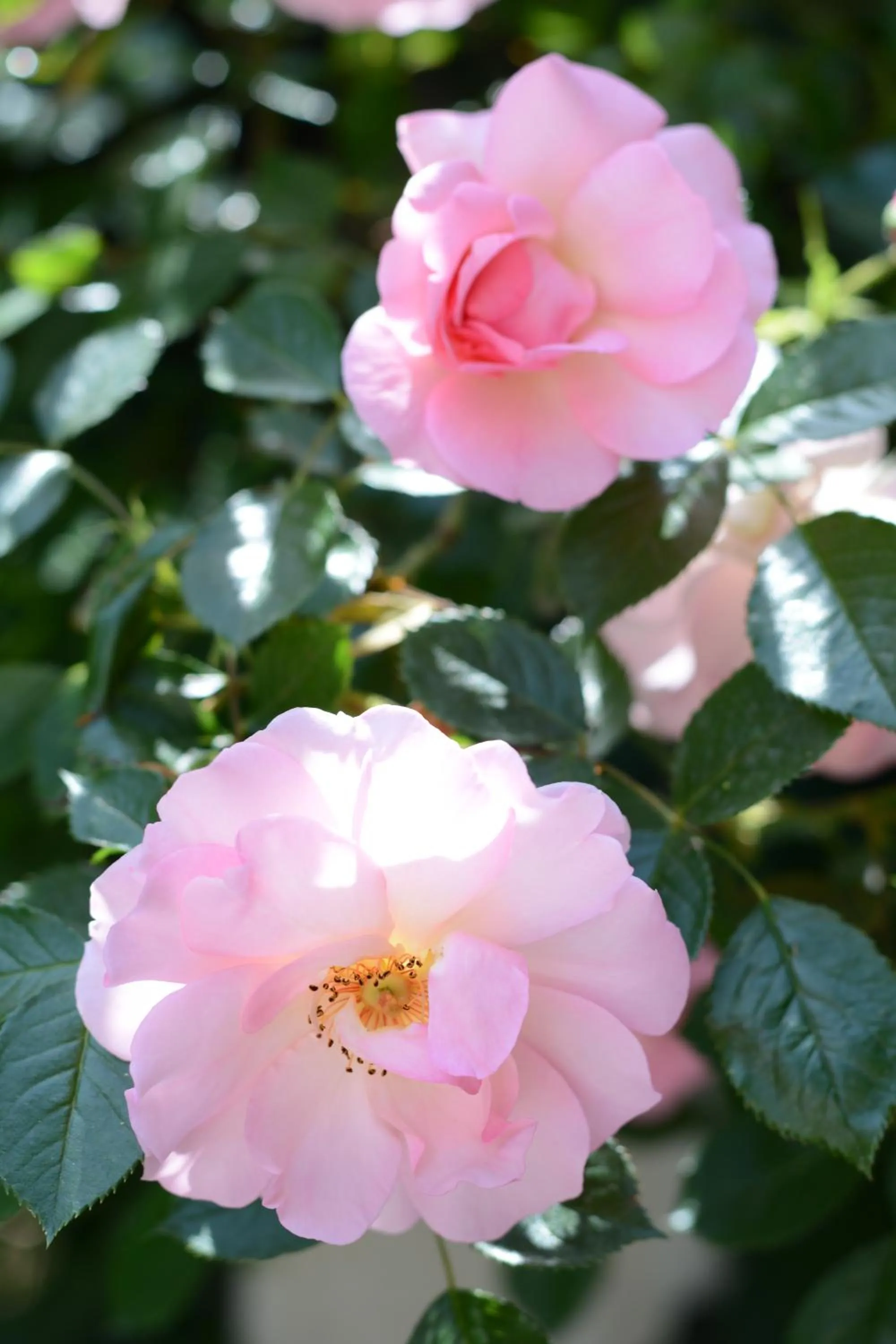 Decorative detail in Le Petit Chateau