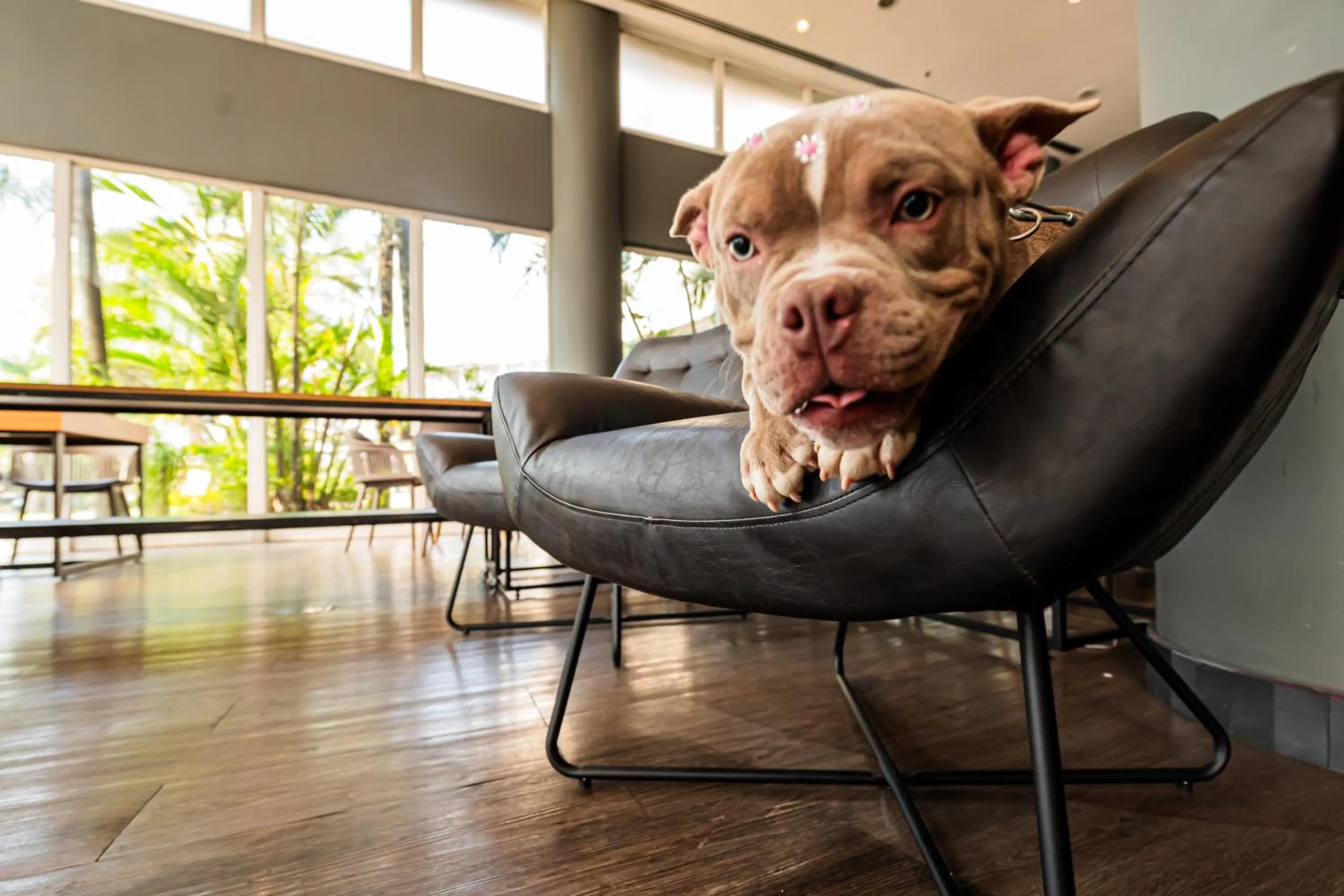 Pets in ibis Santo Andre