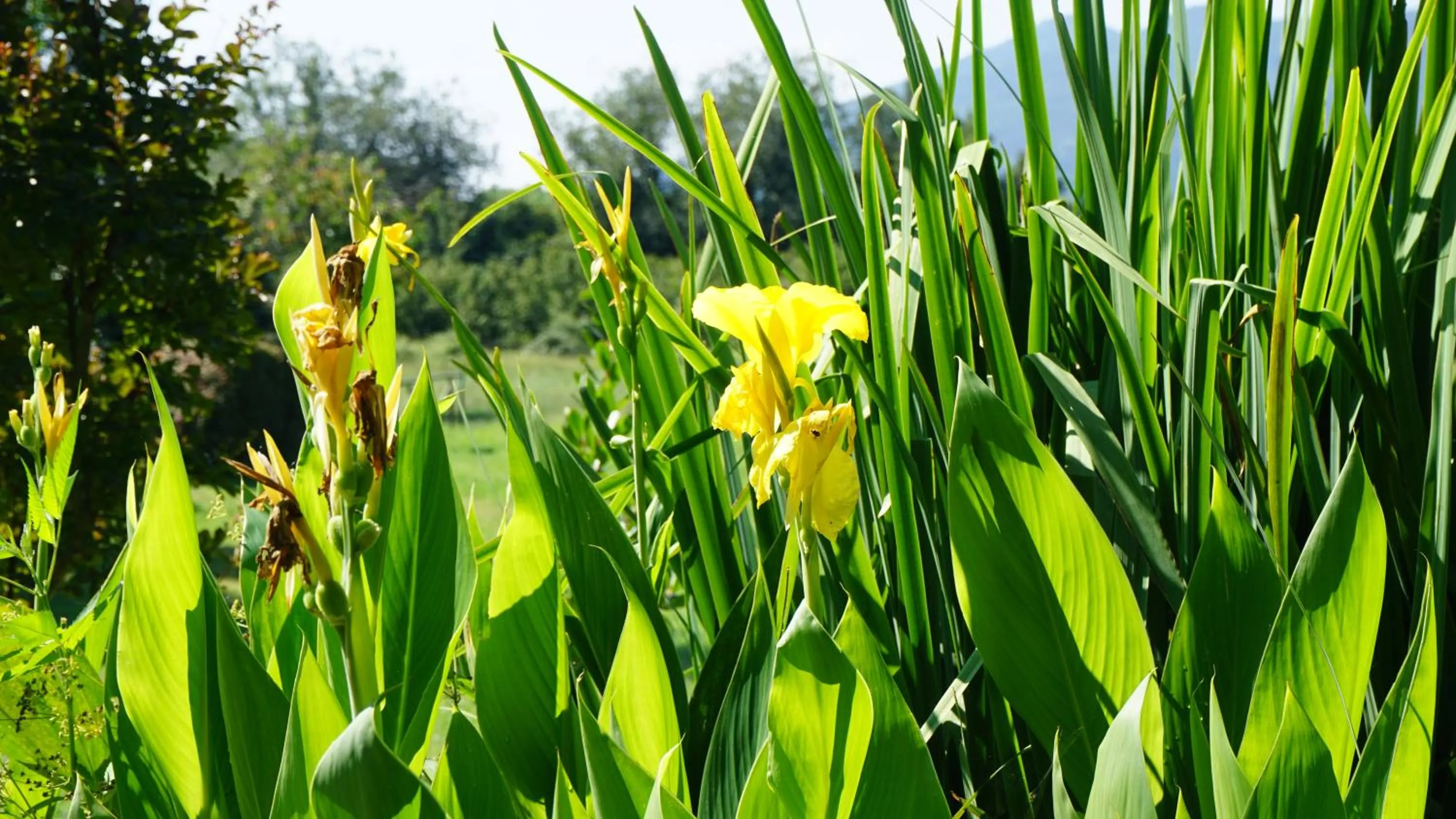 Garden in Casa rural Can Jepet