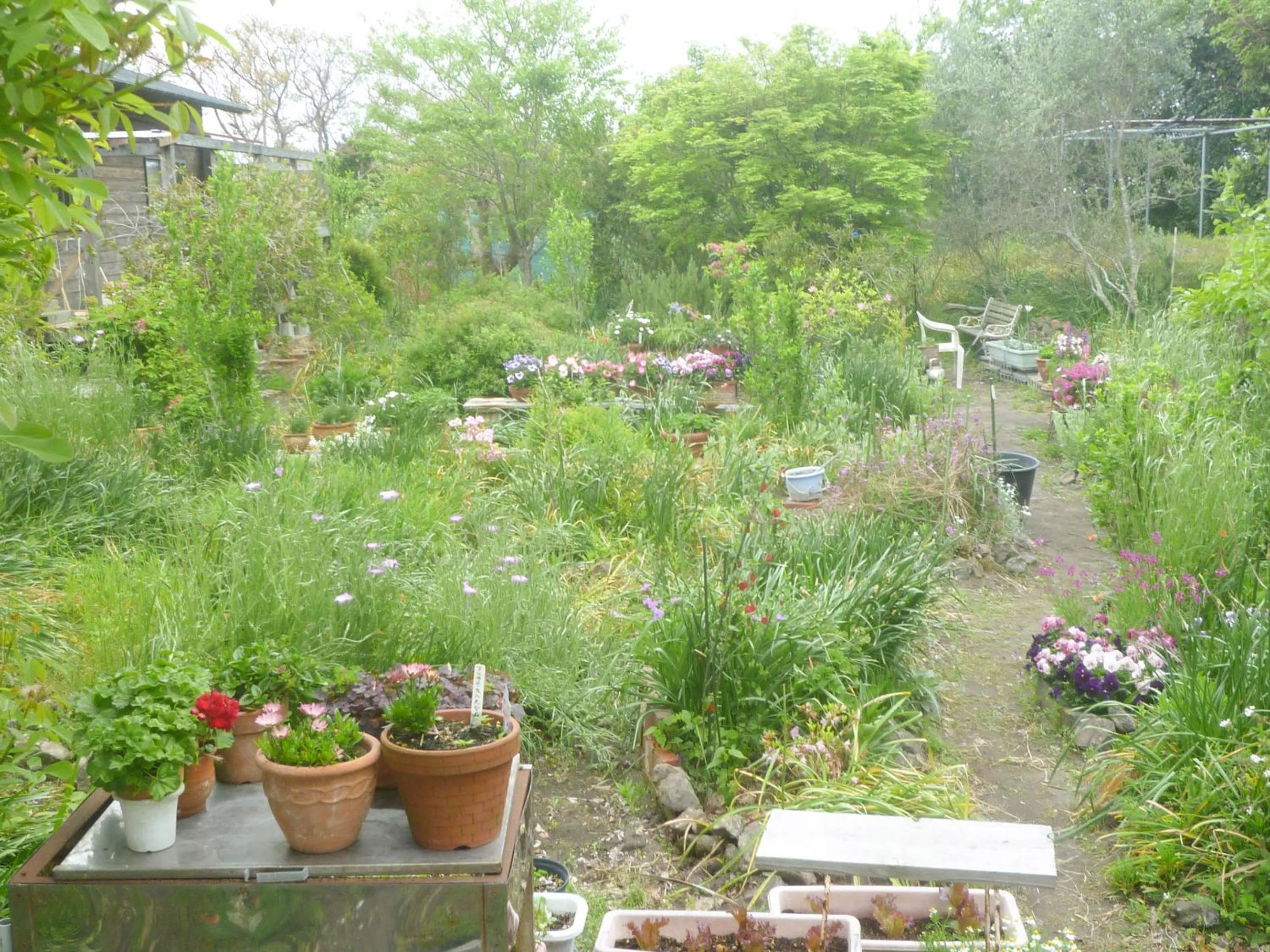 Garden in Pension Flora