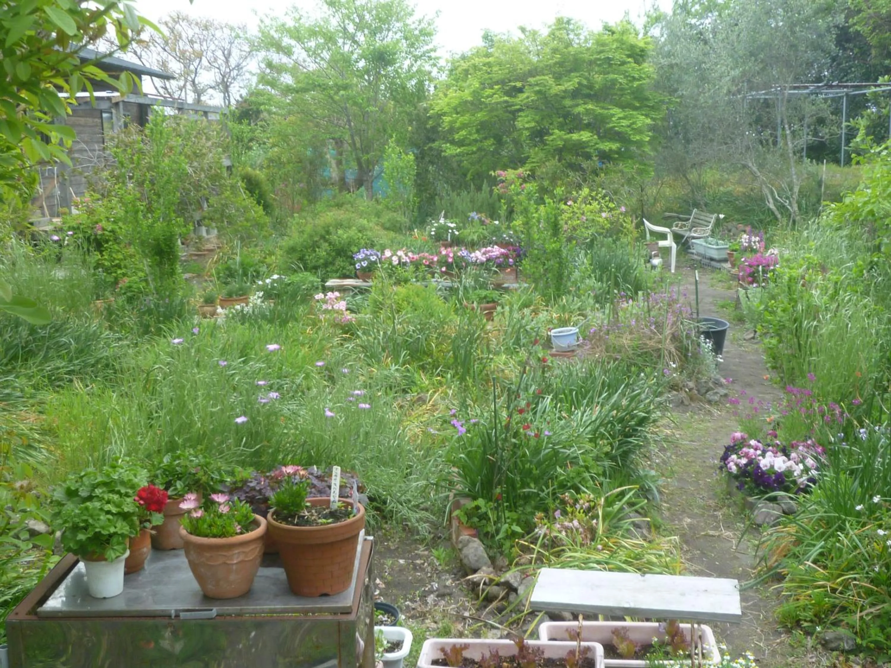 Garden in Pension Flora