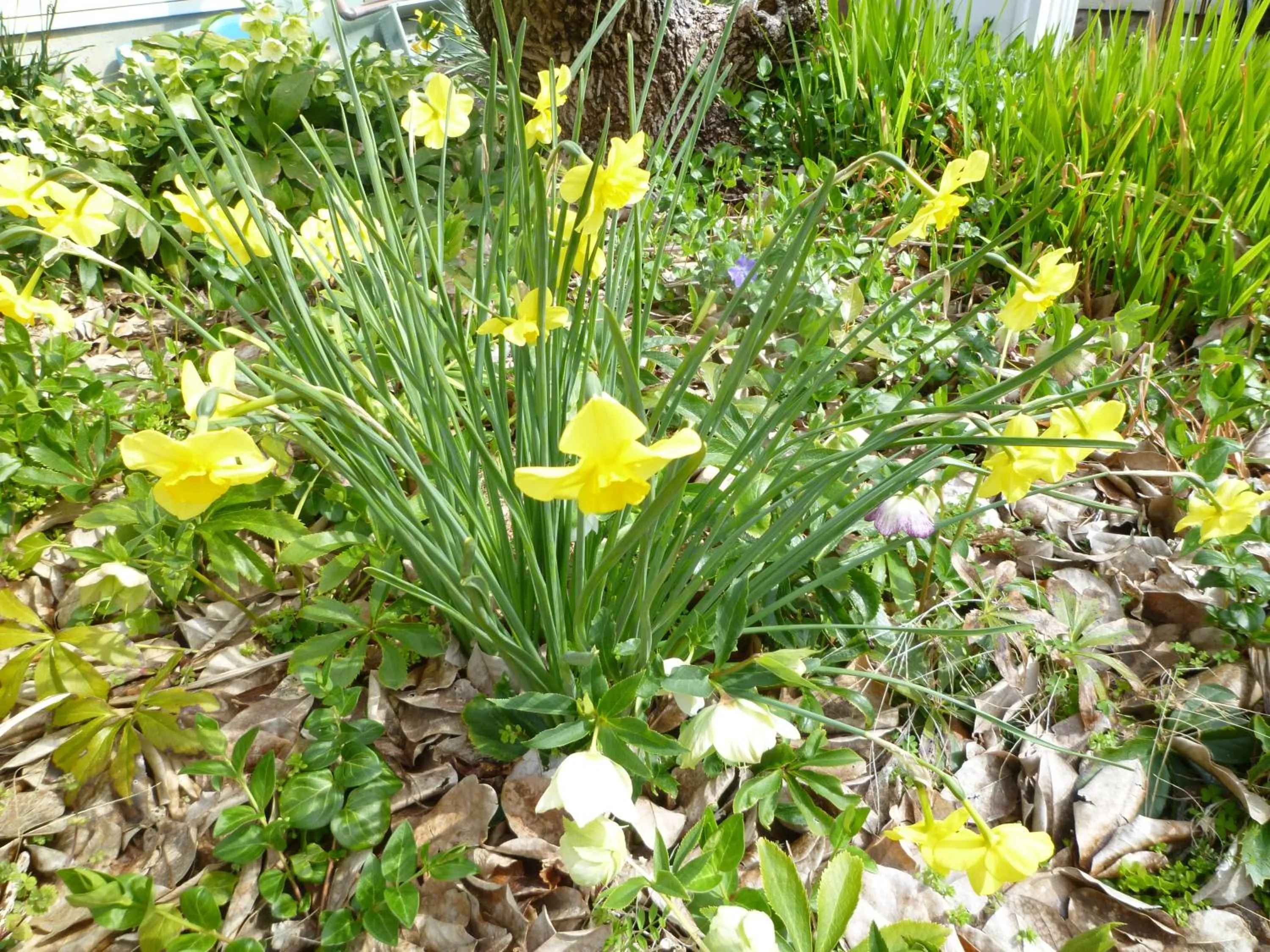 Garden in Pension Flora