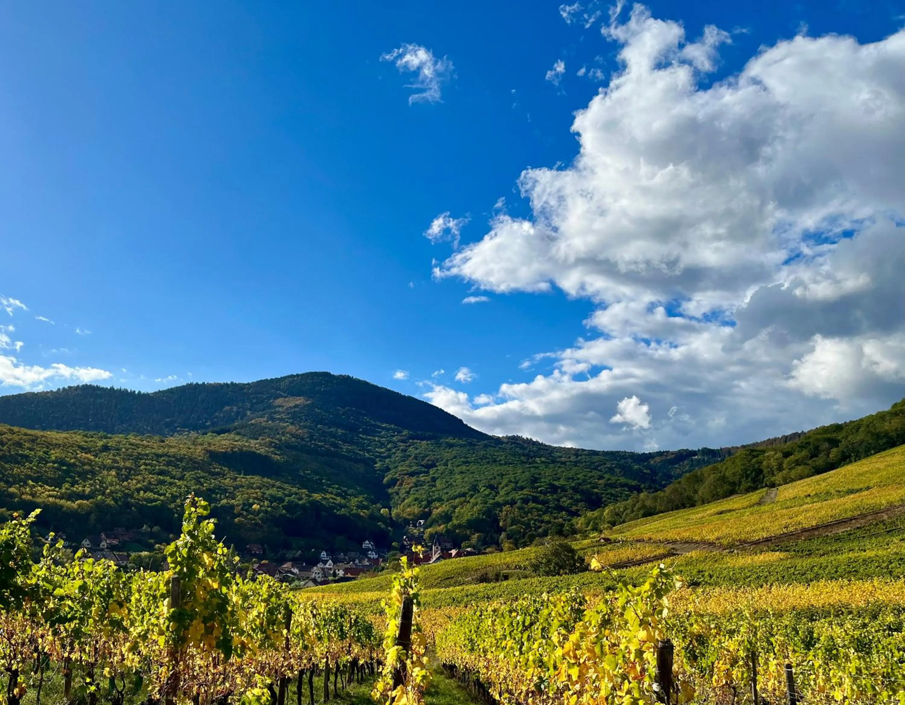 Natural landscape in Chambre du Vigneron - Domaine Léon BLEESZ
