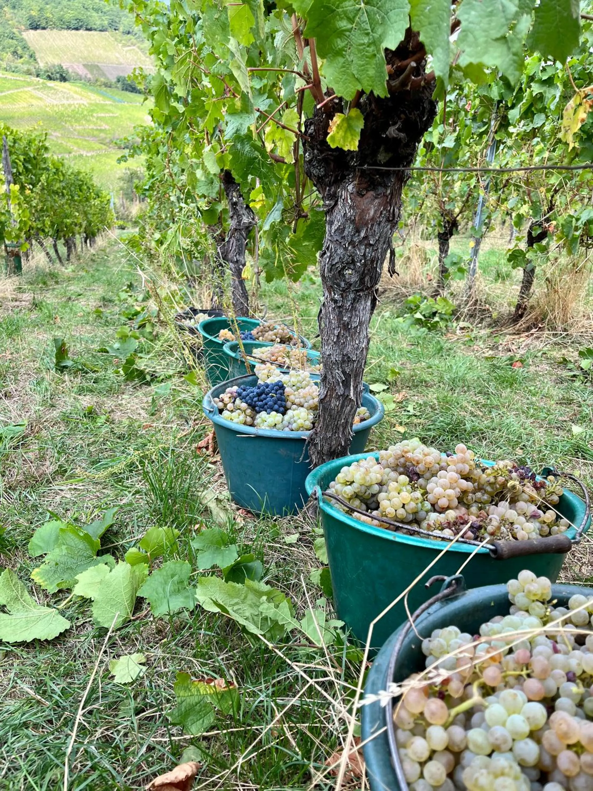 Autumn in Chambre du Vigneron - Domaine Léon BLEESZ