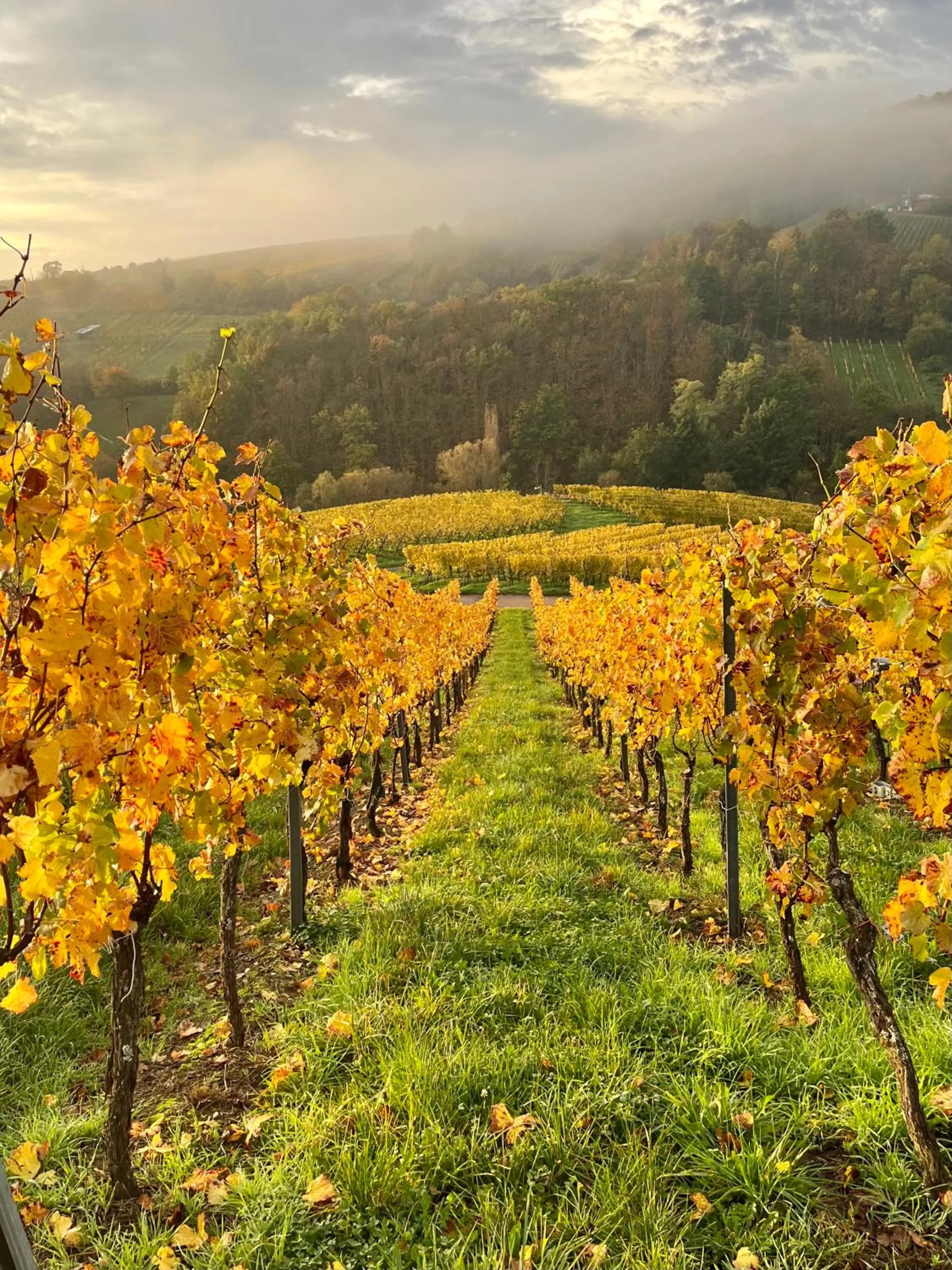 Autumn in Chambre du Vigneron - Domaine Léon BLEESZ