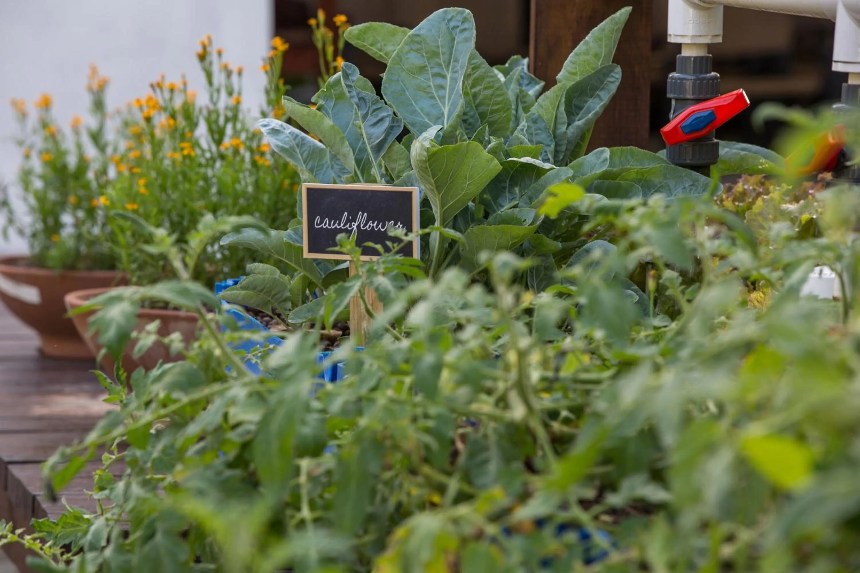 Other in Colony Club, a Luxury Collection Resort, Barbados