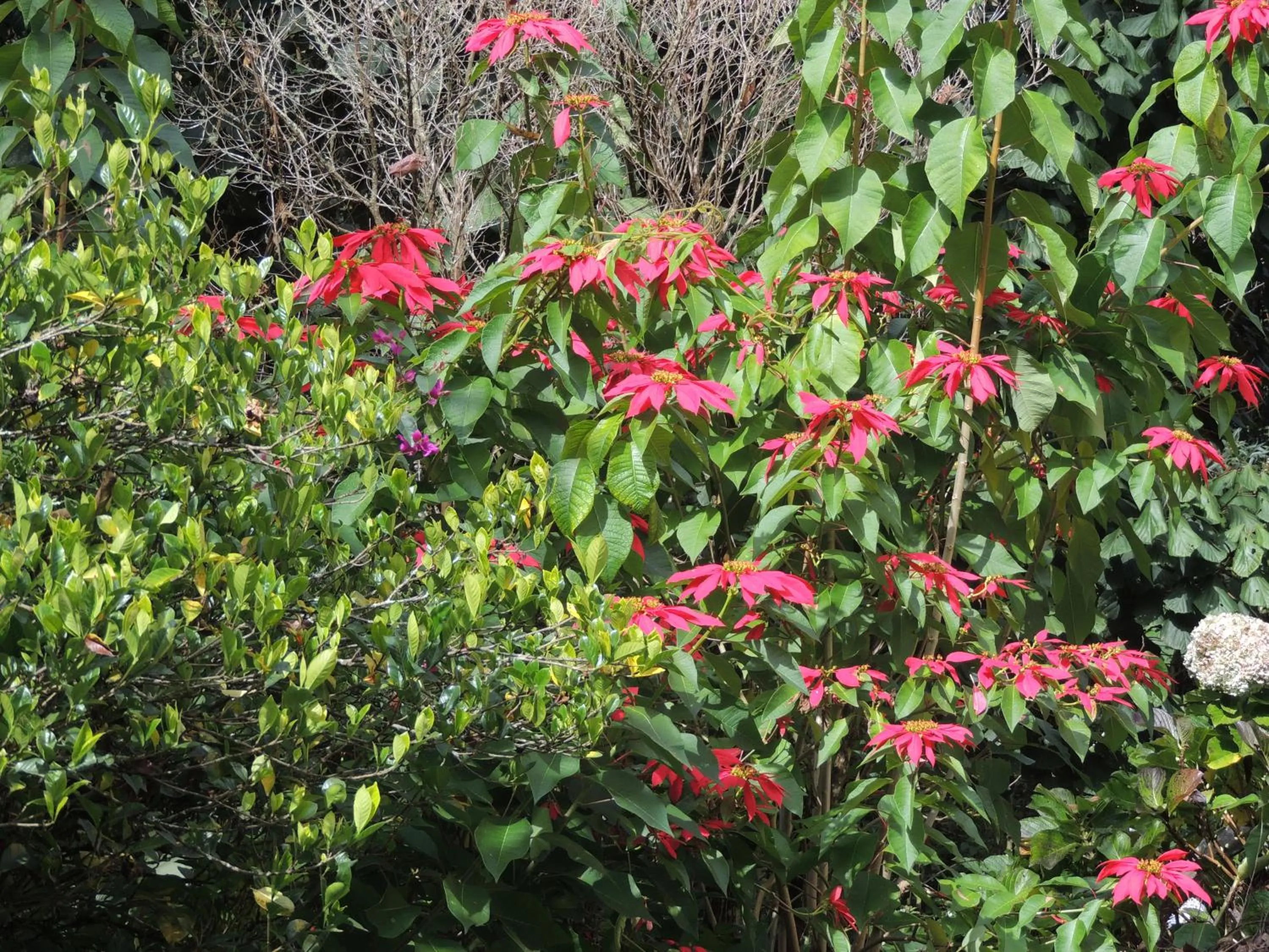View (from property/room) in Tô na Roça
