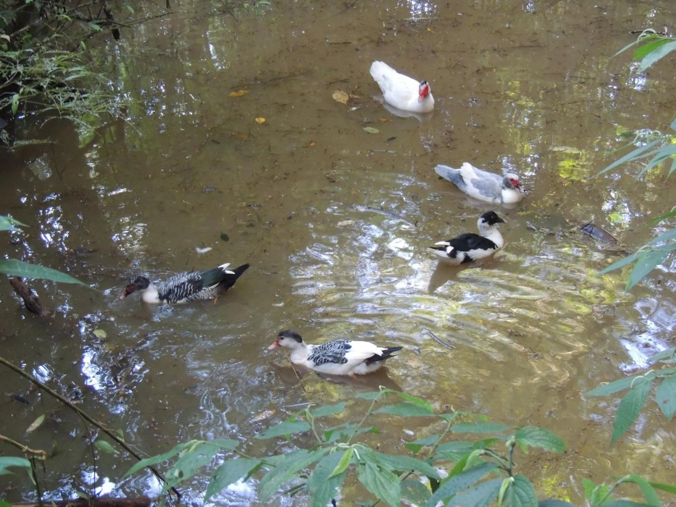 Animals in Tô na Roça