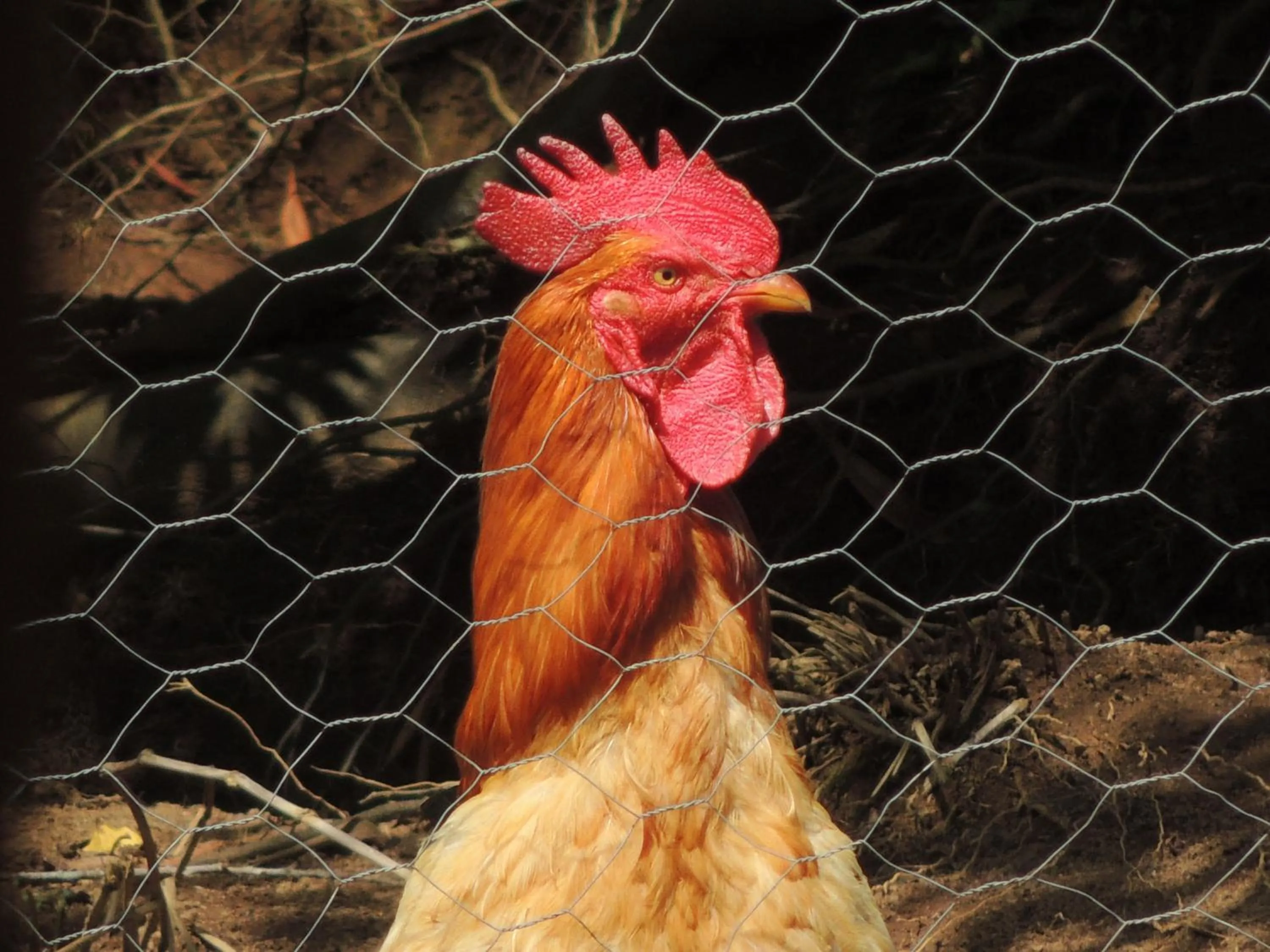 Animals in Tô na Roça