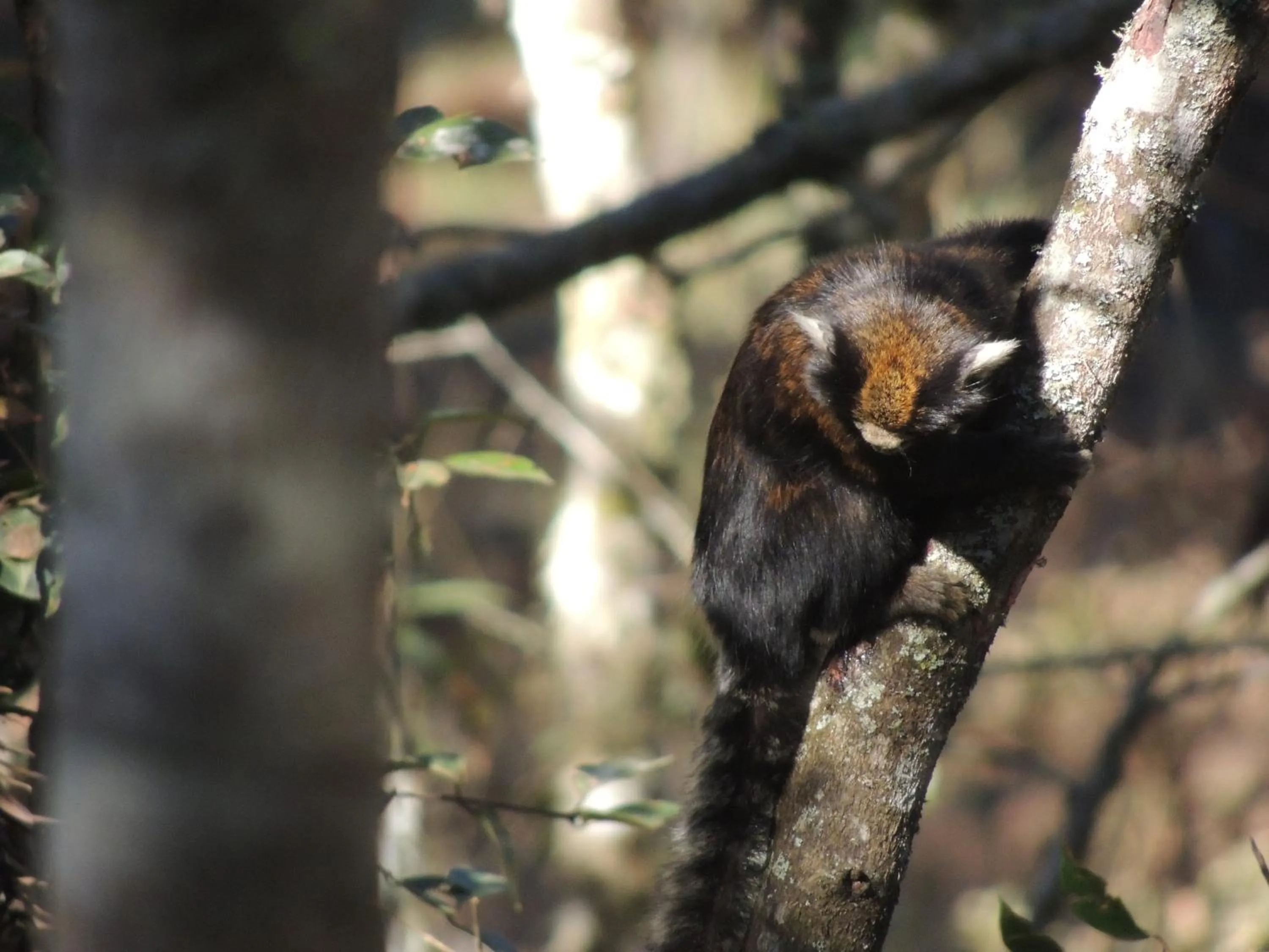 Animals in Tô na Roça