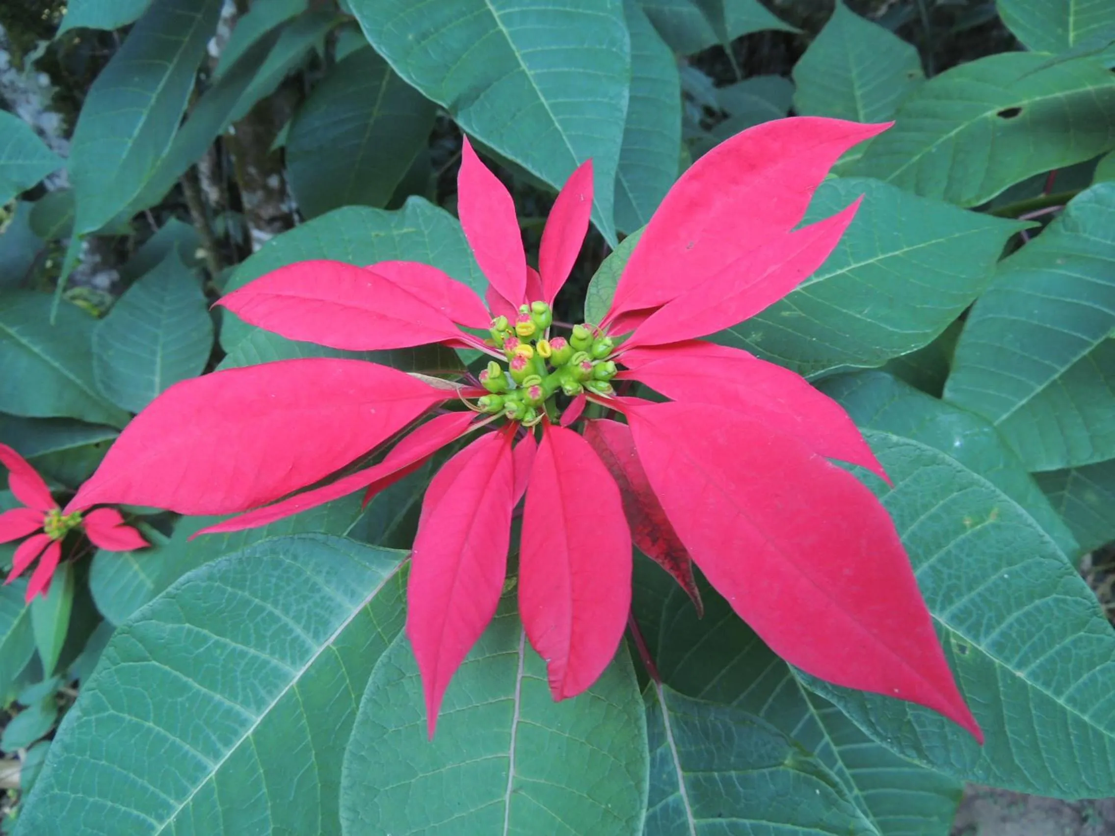 Garden in Tô na Roça