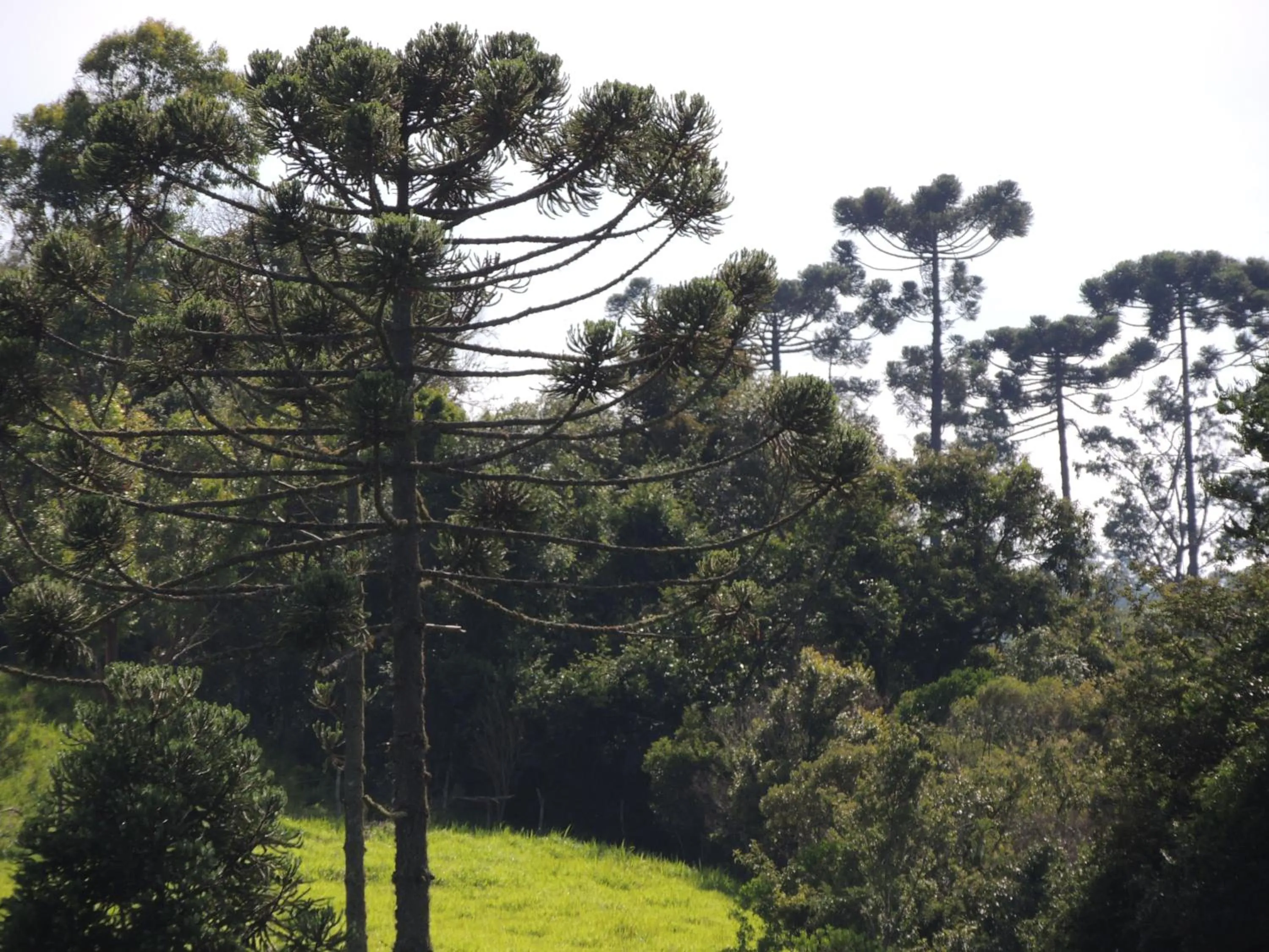 Mountain view in Tô na Roça