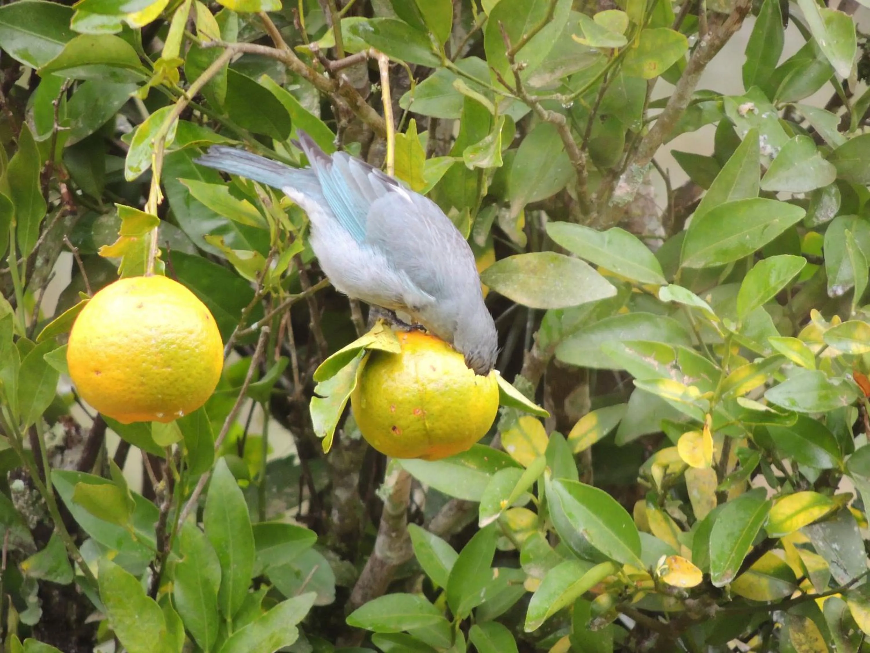 Animals in Tô na Roça