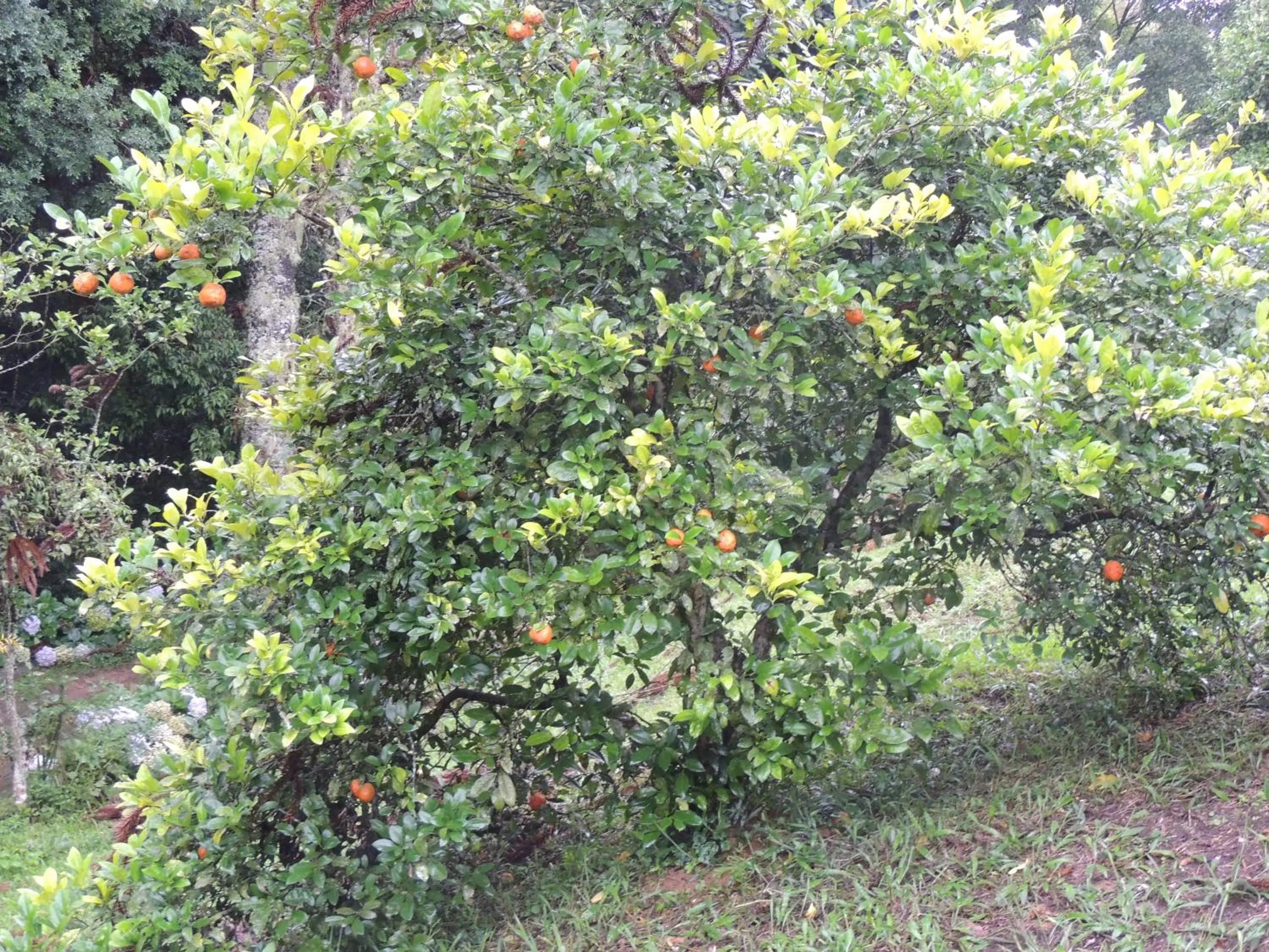 Garden view in Tô na Roça
