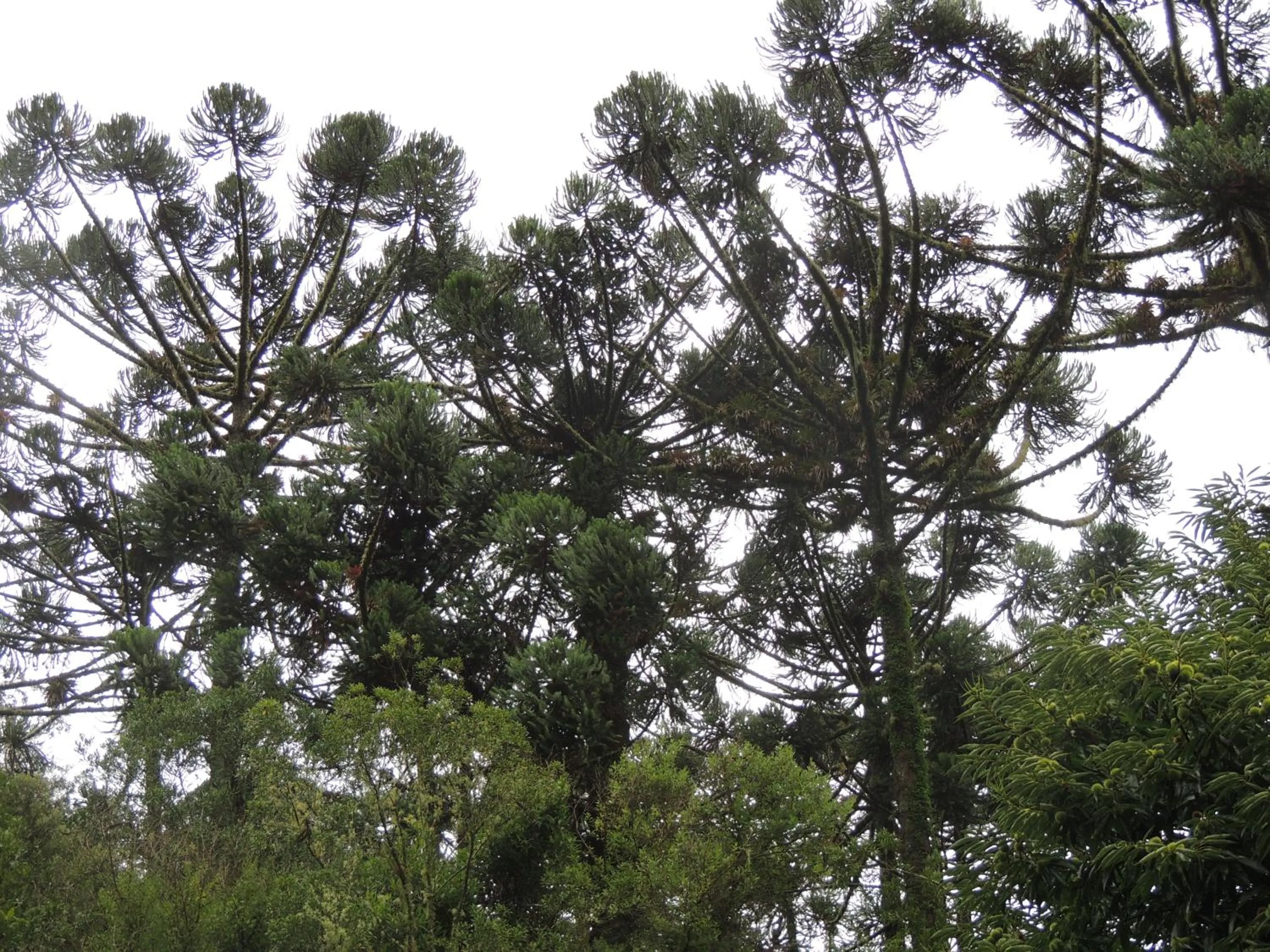 Other in Tô na Roça