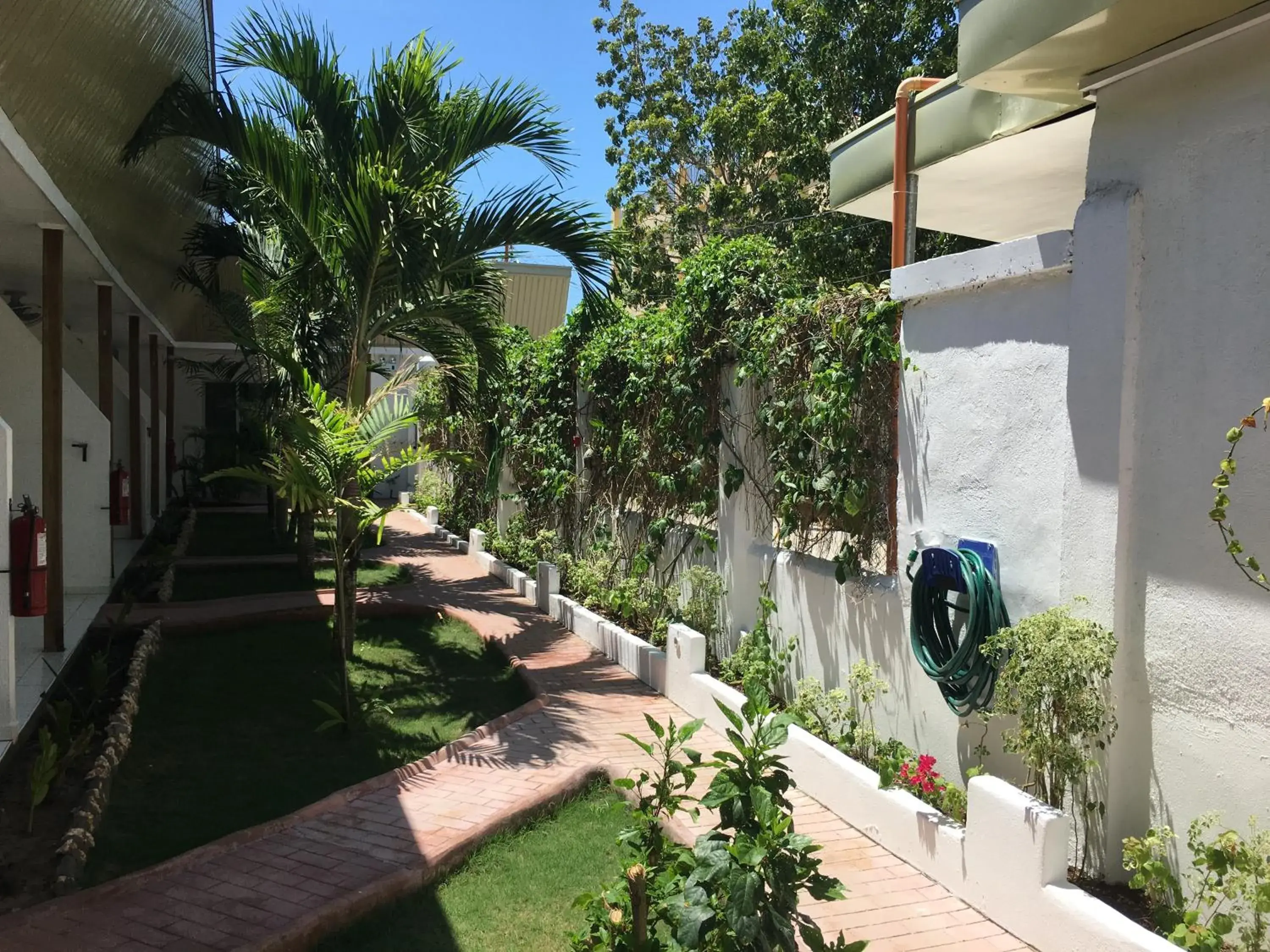 Garden in Alona Gecko Inn Garden in Alona Gecko Inn