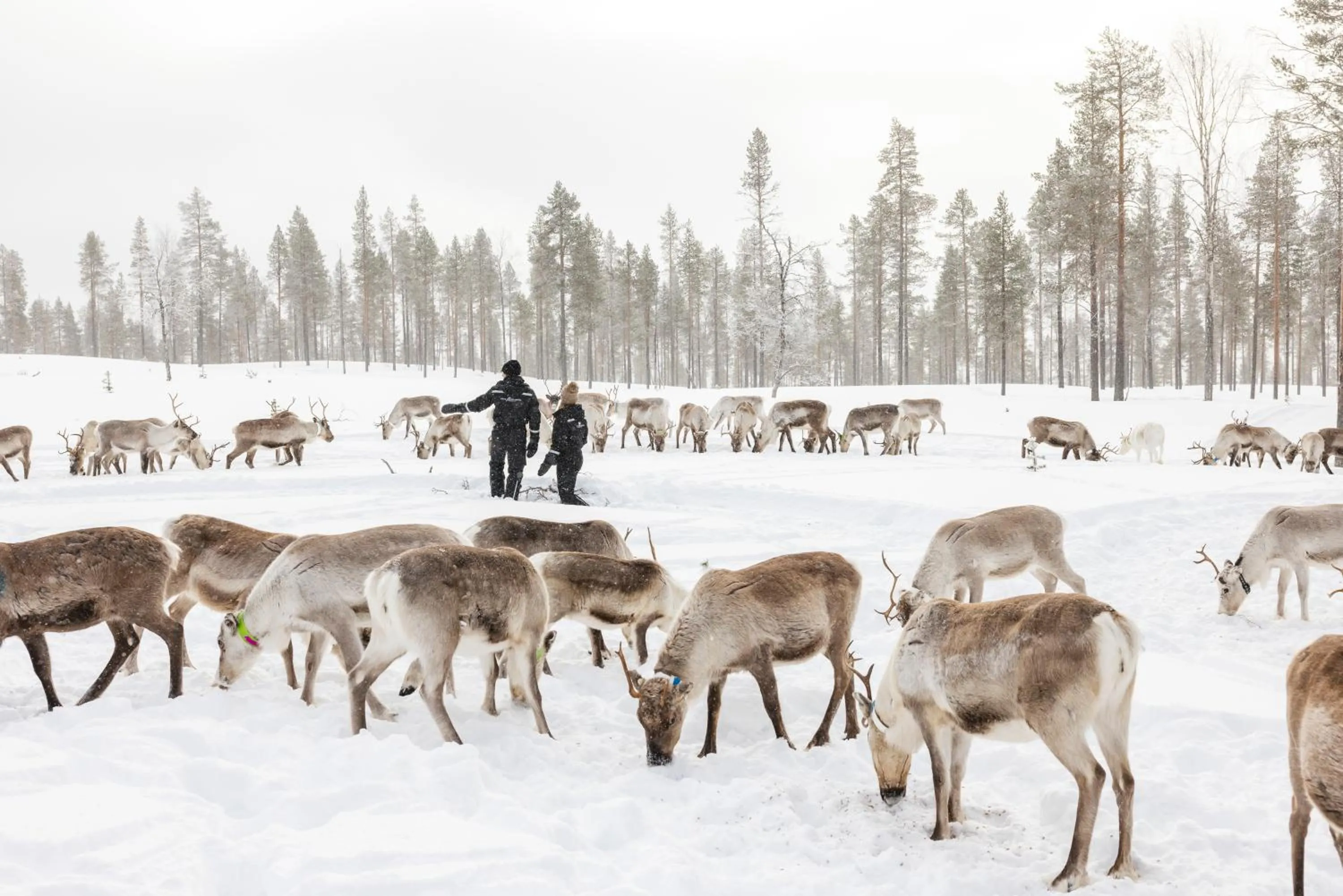 Natural landscape in Star Arctic Hotel & Activities