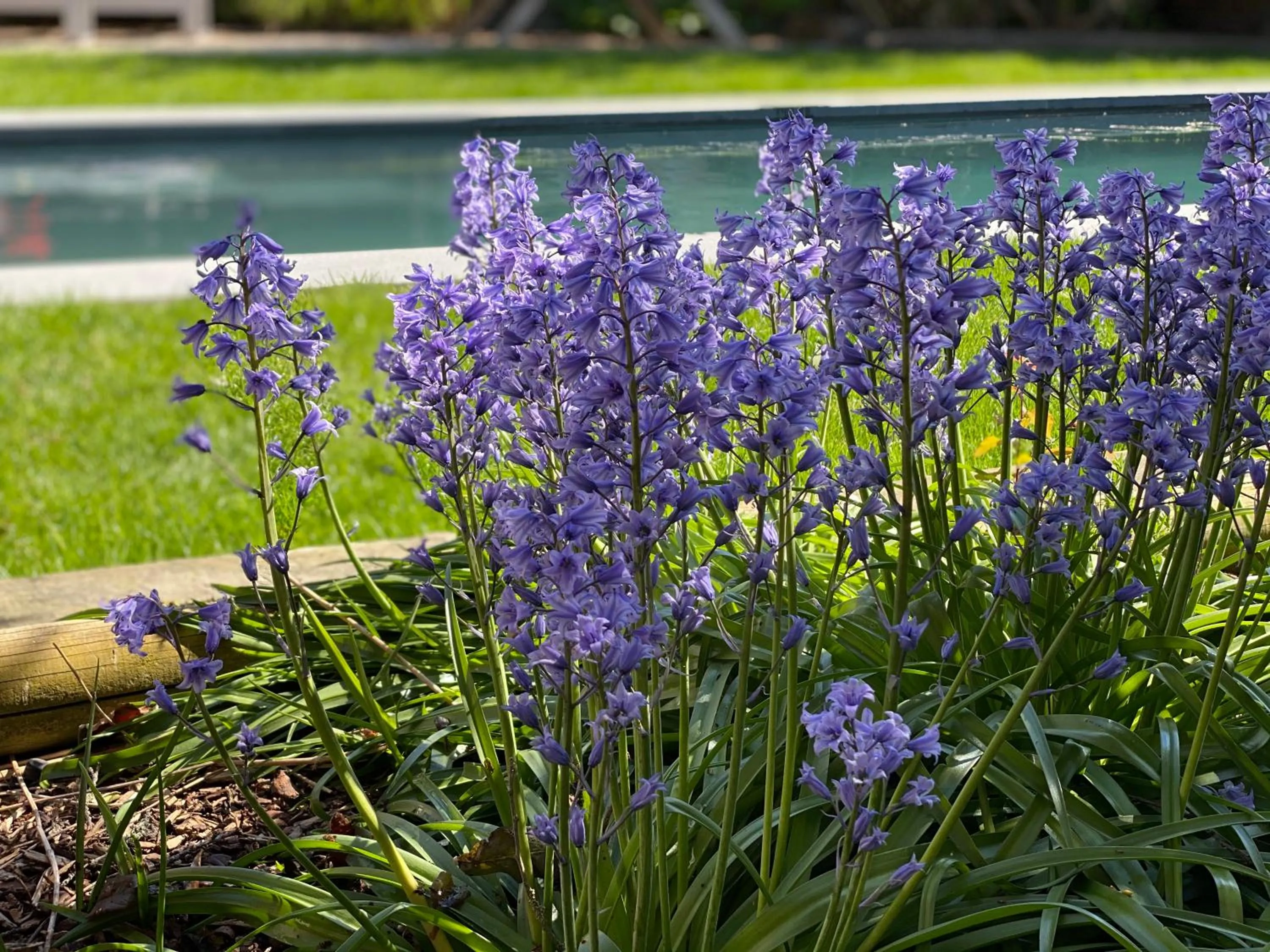 Garden in De Lanterfanters Vakantiehuis Jef