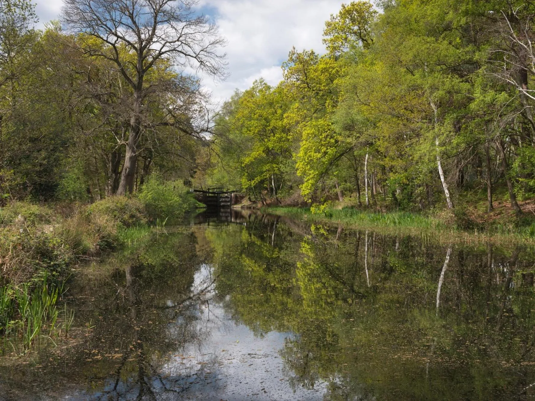 Other in The Cedar Suite