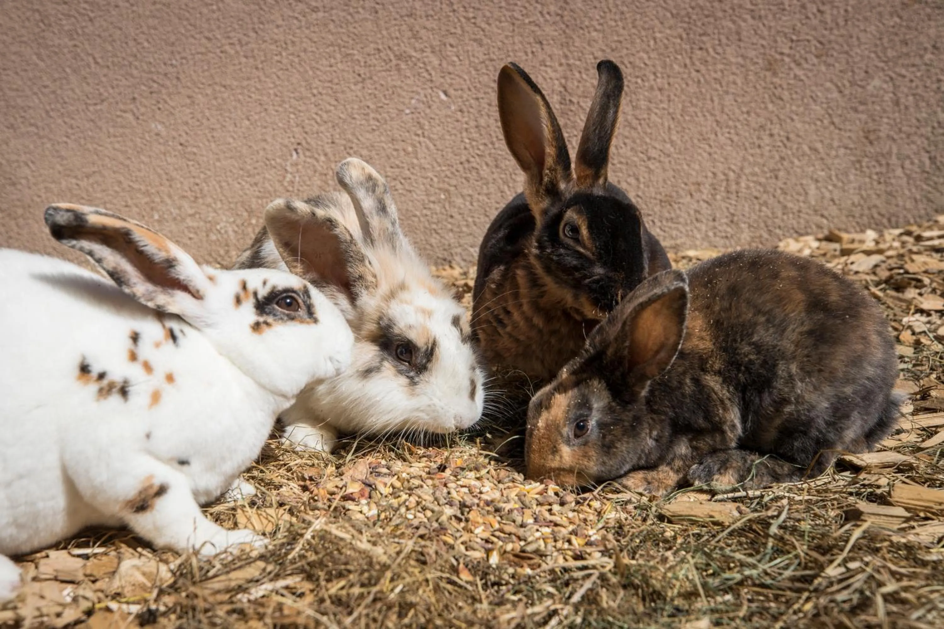 Animals in Aparthotel Paradies - Schrempfgut