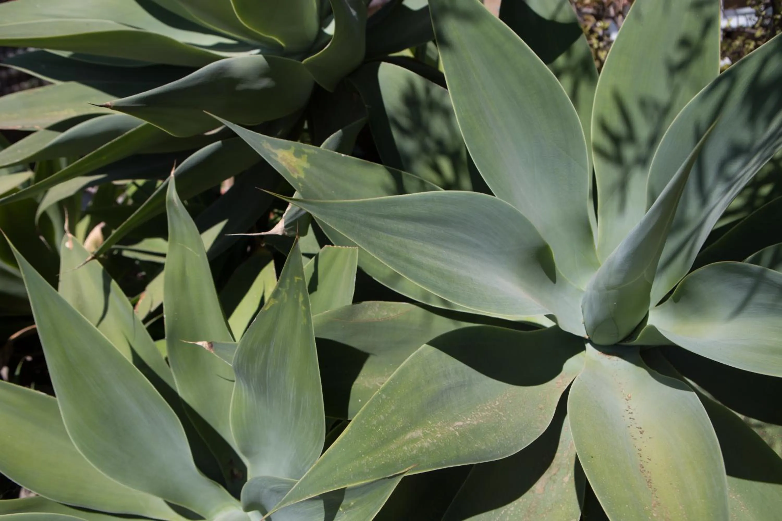 Property building in Residenza Terrazze sul Mare