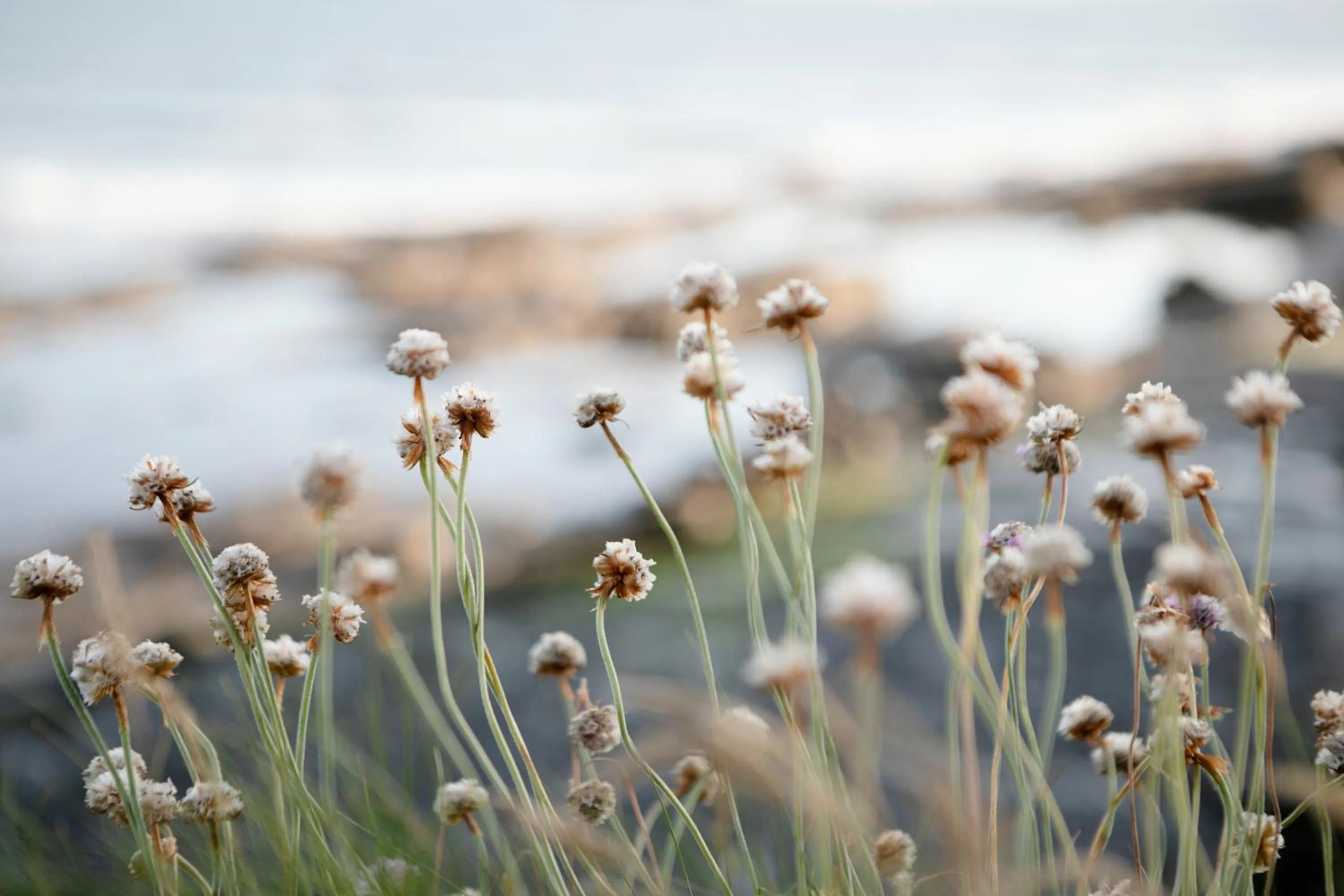 Natural landscape in Armada Hotel