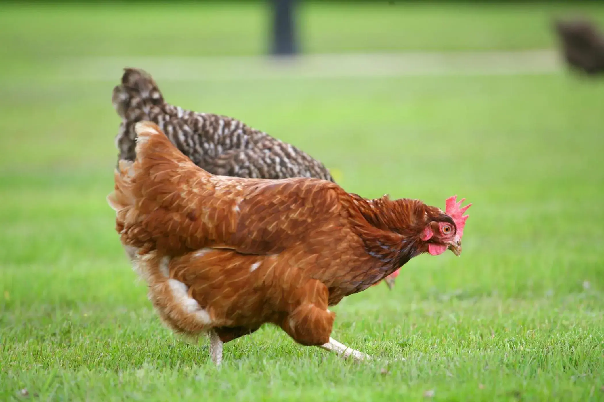 Property building in BrookLodge & Macreddin Village Property building in BrookLodge & Macreddin Village