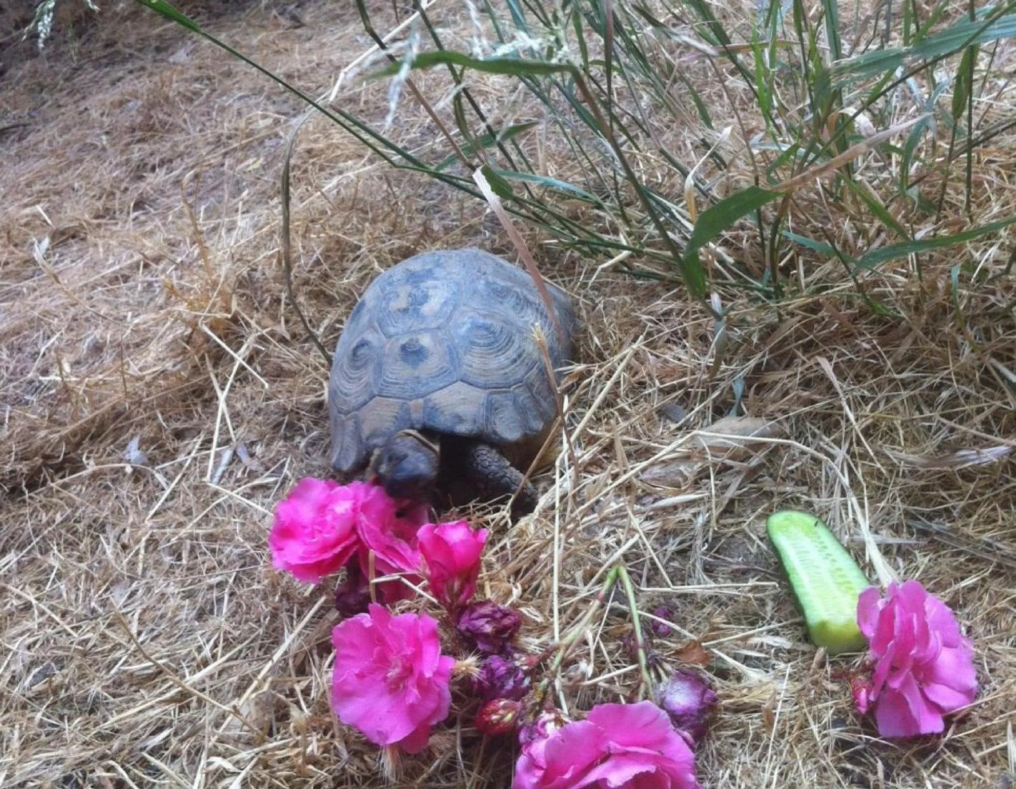 Property building in Myrtle the Turtle Guesthouse