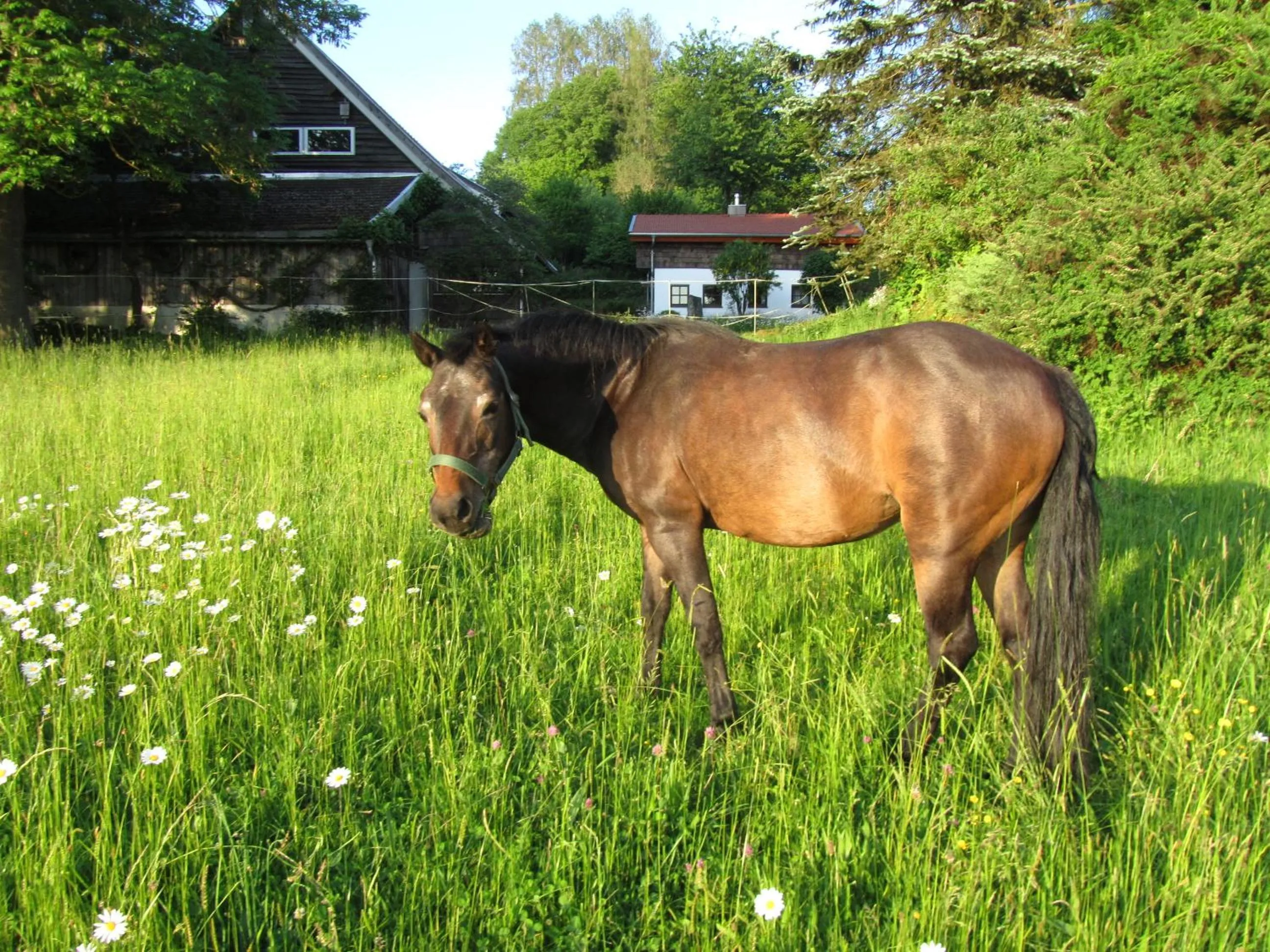 Pets in Ferienhaus Zopfhäusl