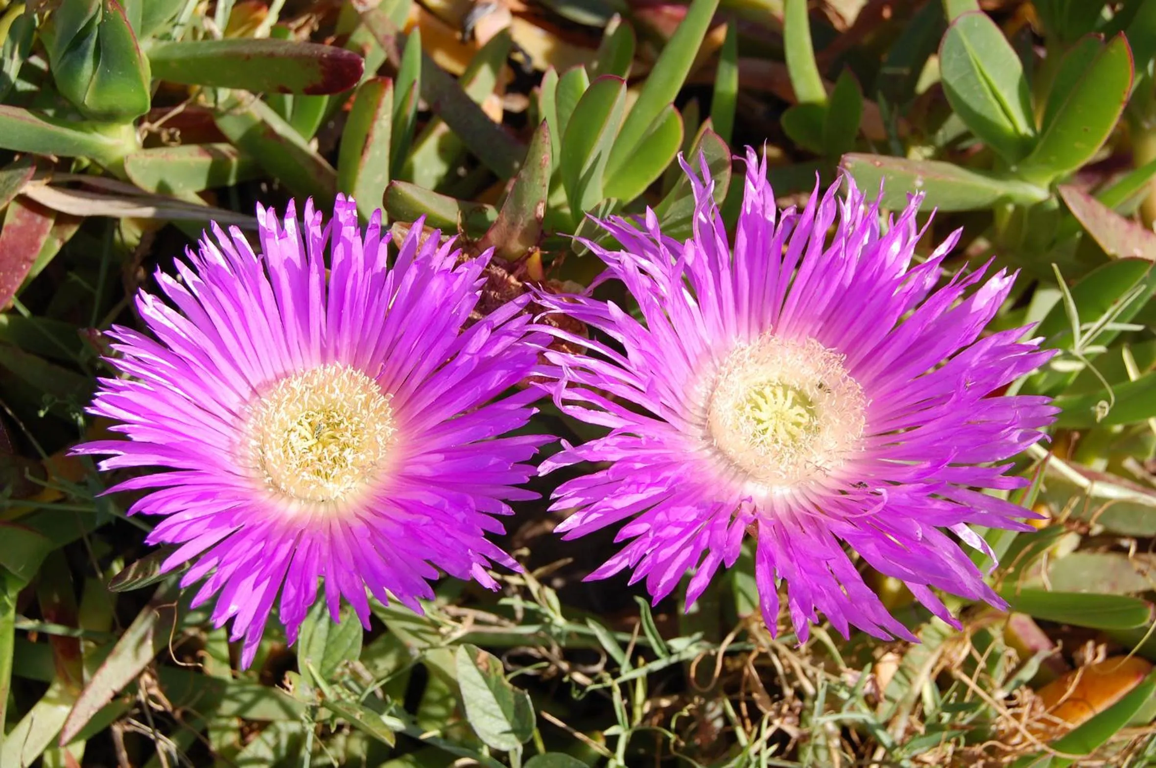 Decorative detail in Mood Farmhouse Mythology