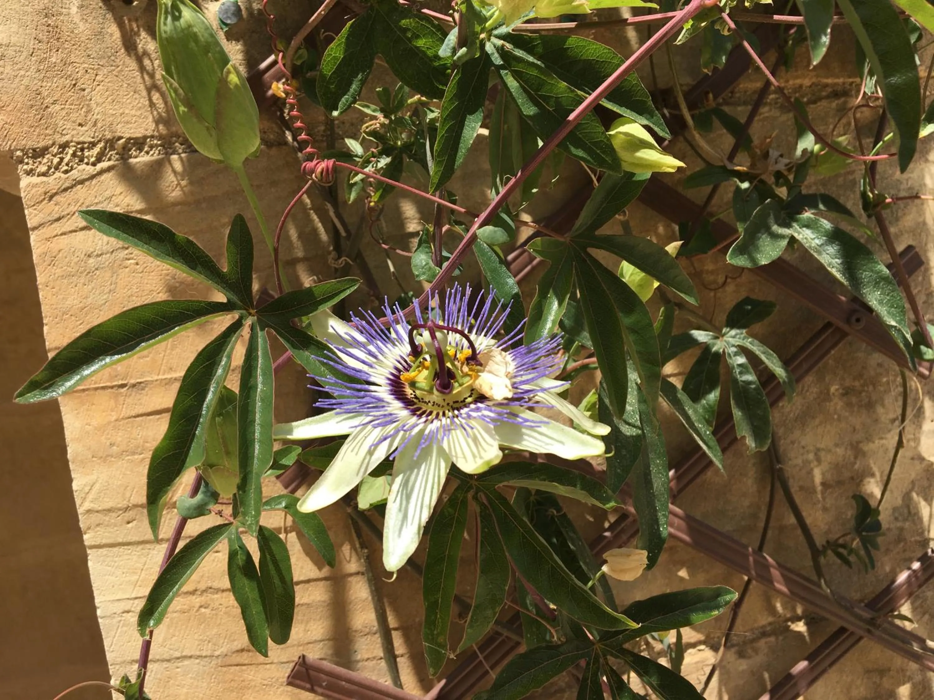 Other in Mood Farmhouse Mythology