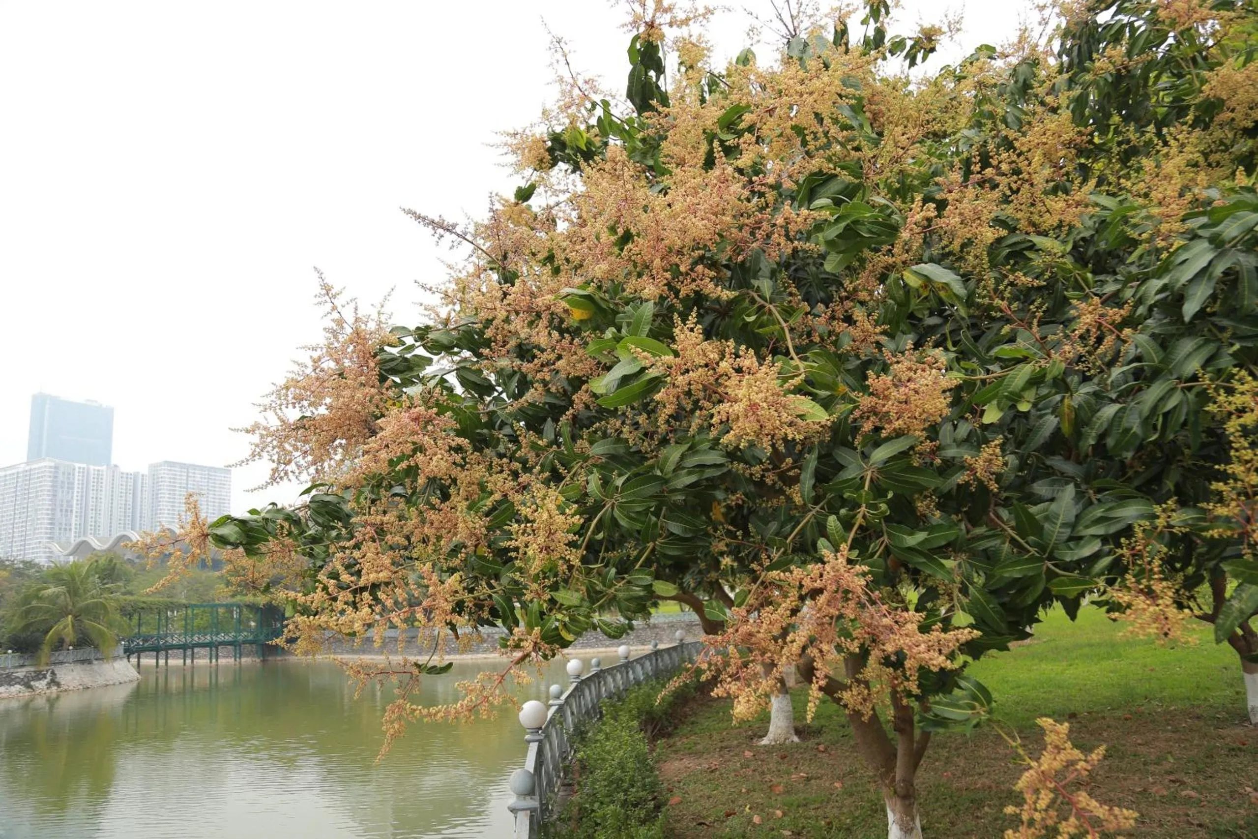 Garden in NCC Garden Villas - NCC Hotel