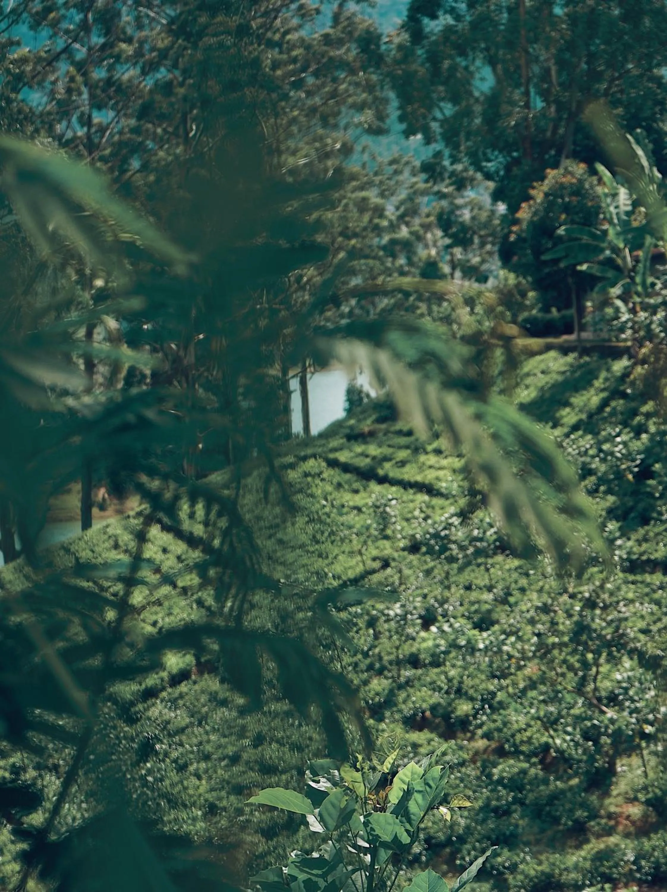 Natural landscape in The Farm Resorts