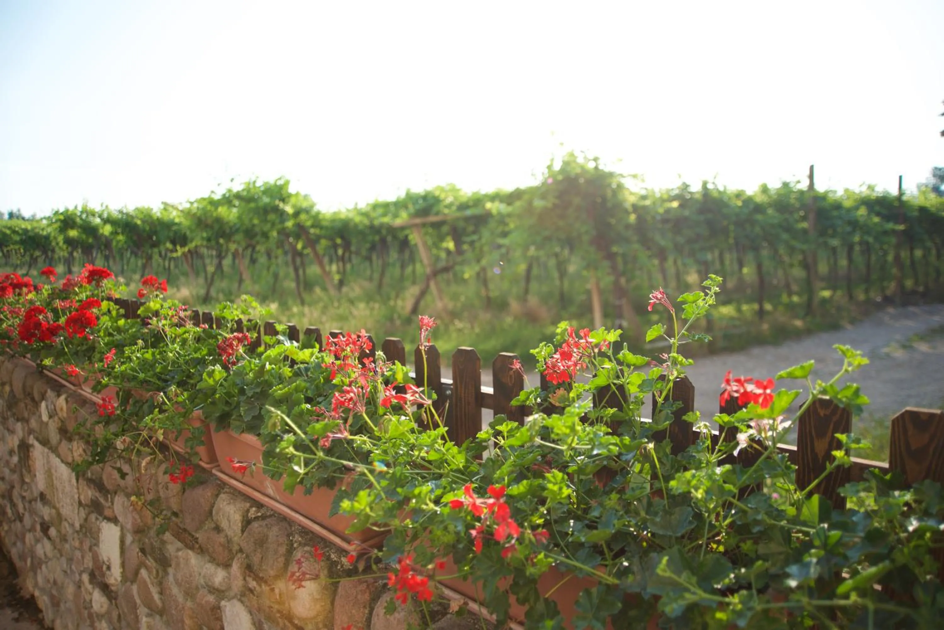 Agriturismo Albarello