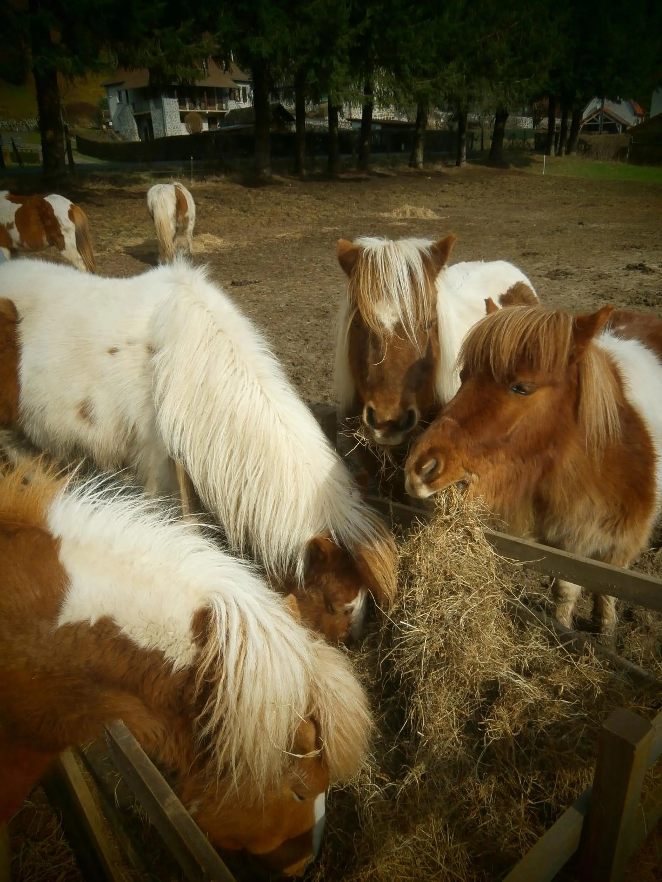 Pets in Lac des Graves