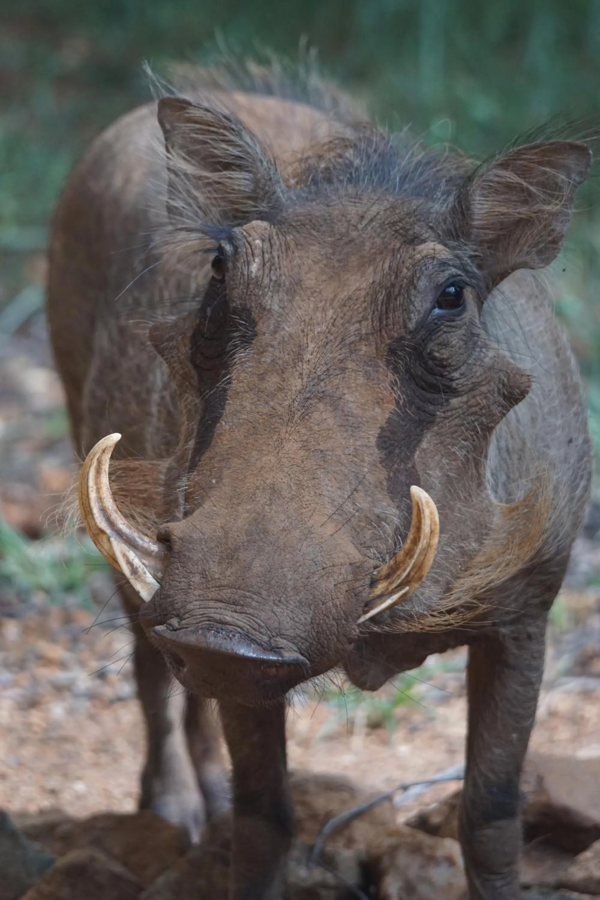 Pets in Bushbaby River Lodge