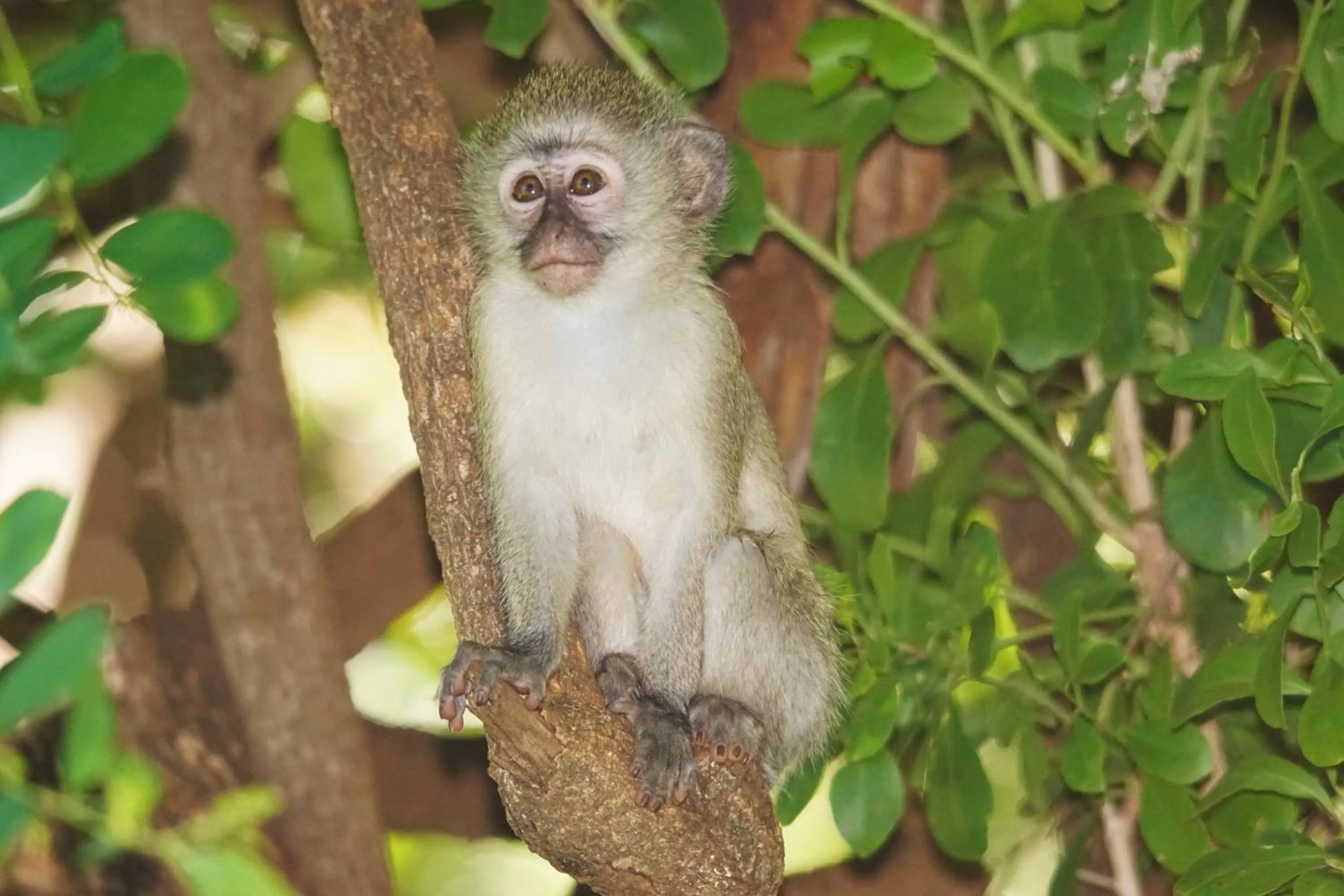 Animals in Bushbaby River Lodge